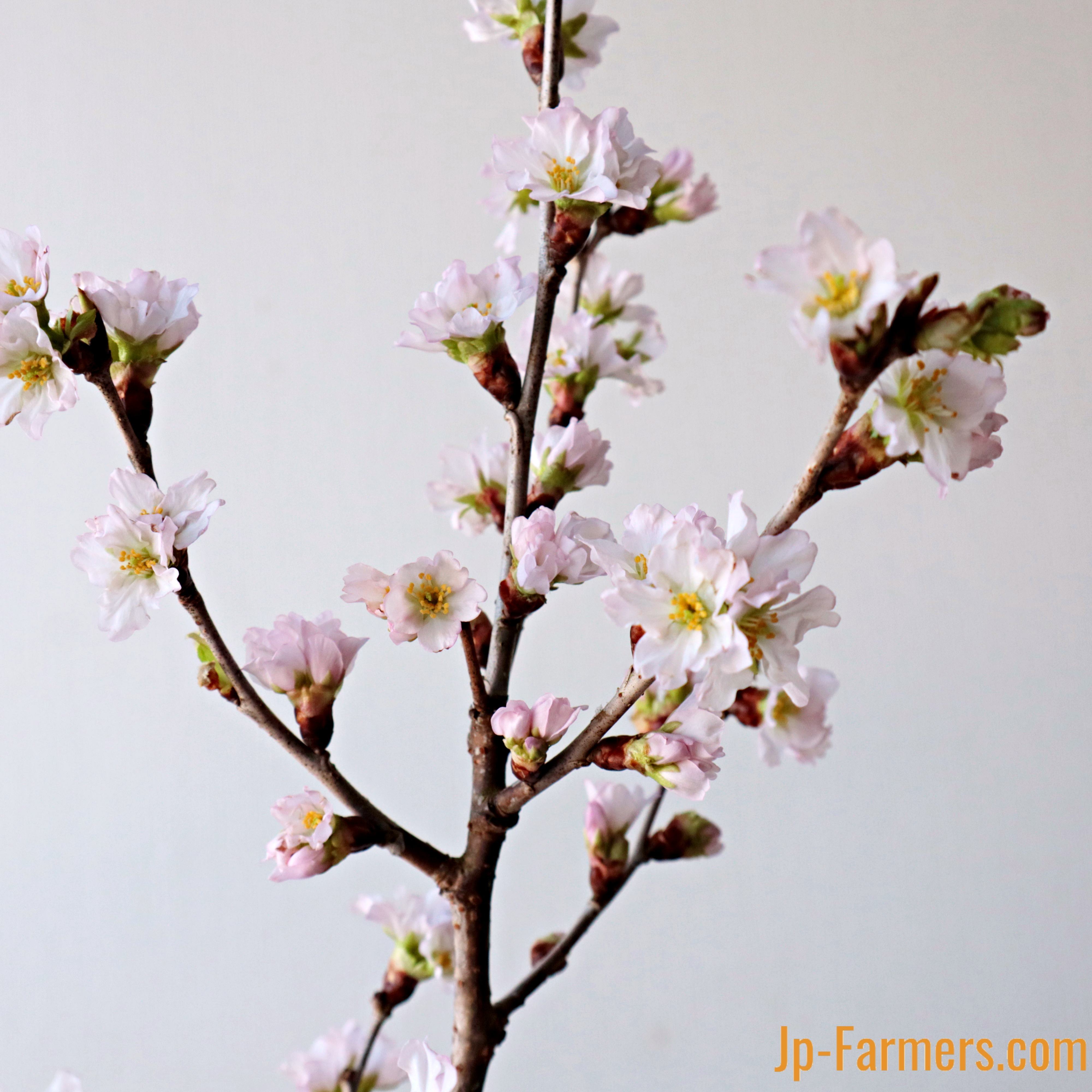 映える！お部屋を桜色に 桜の花職人JAさがえ西村山 啓翁桜 10本 | 新鮮