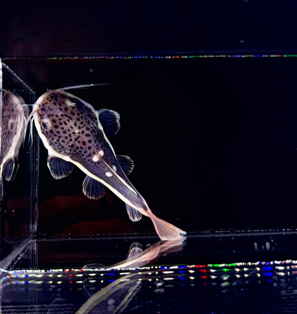 ショートボディー・レッドテールキャット➁ | THE AQUARIUM ISE