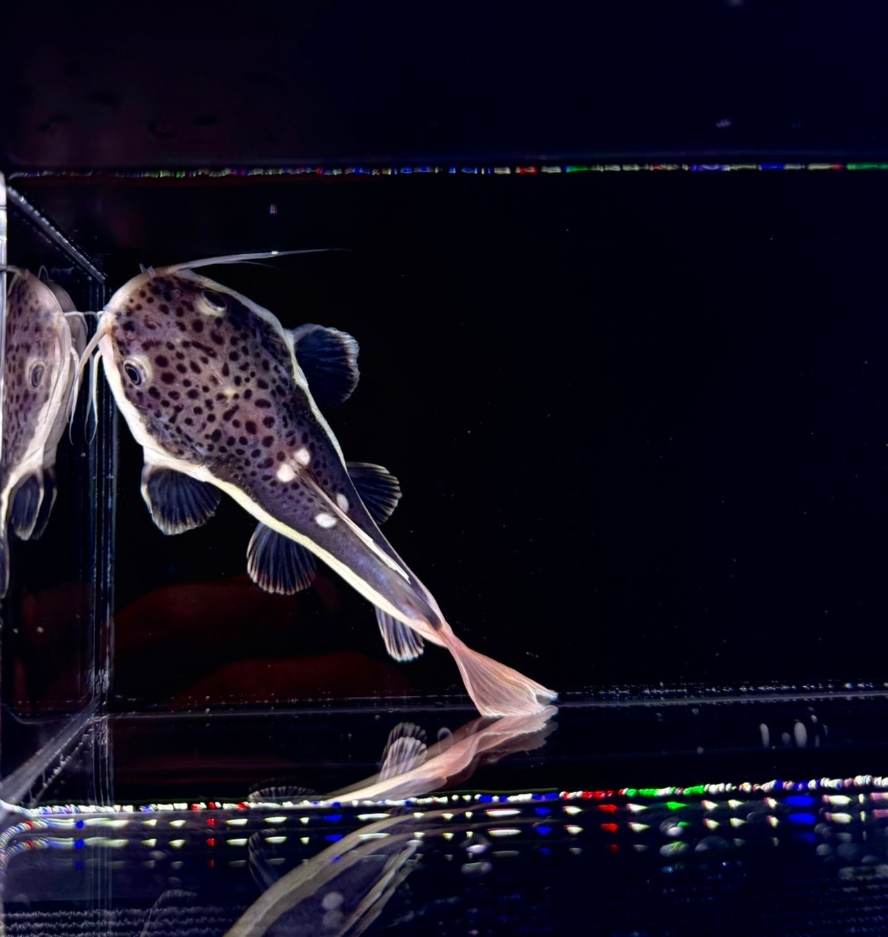 ショートボディー・レッドテールキャット❷ - 4