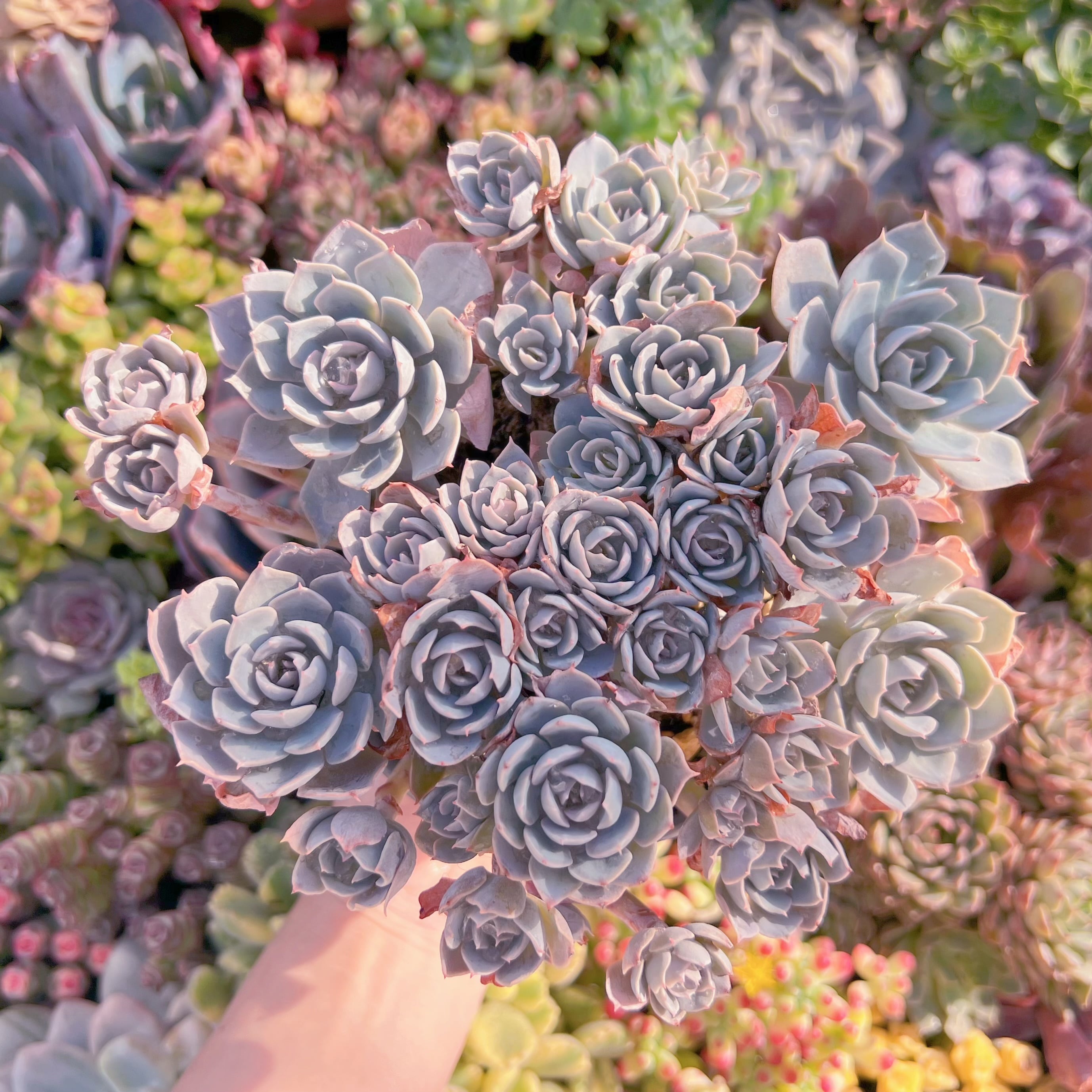 現品　デスメチアナ#A052　大群生　るる農園