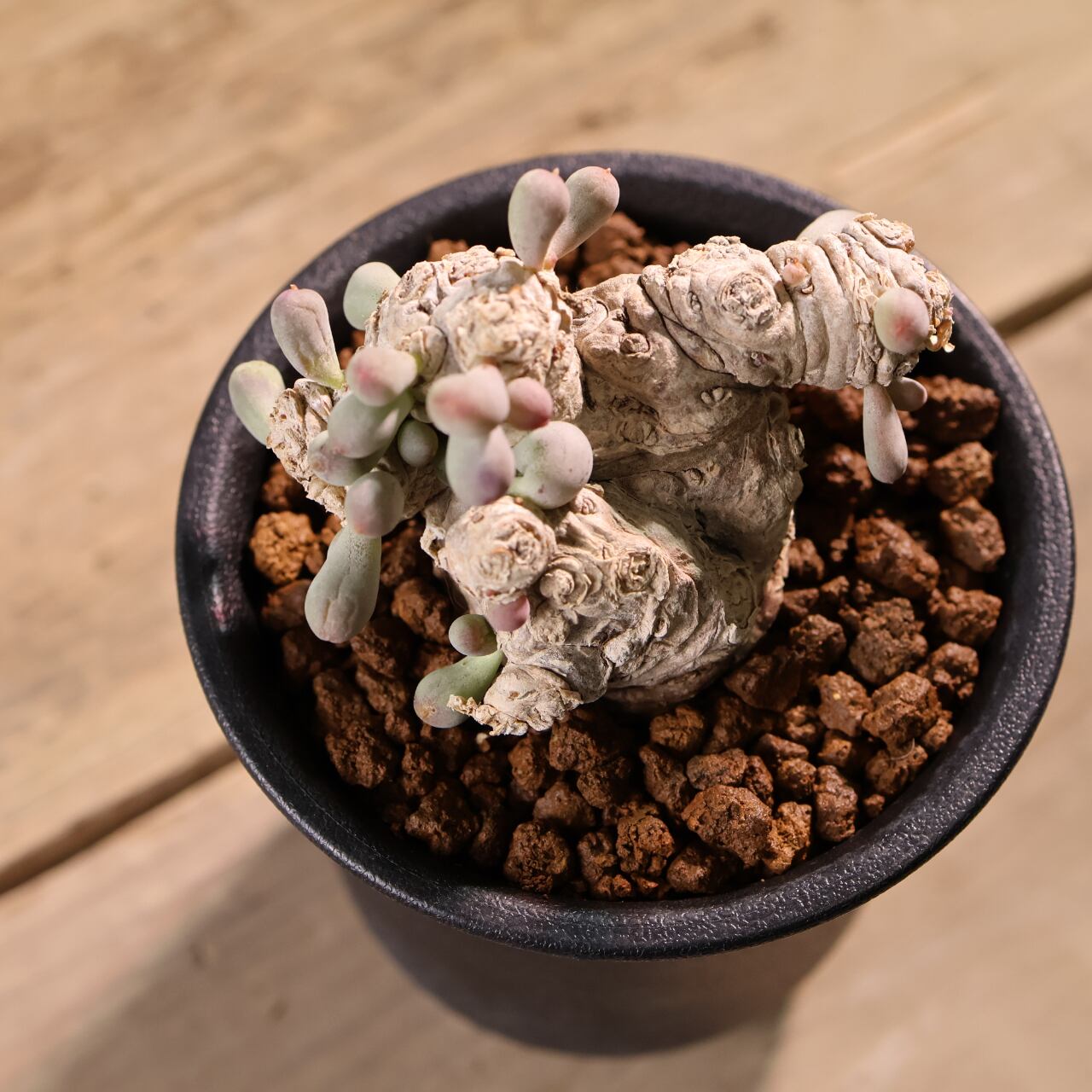 579『オトンナ クラビフォリア』 観葉植物【送料無料】 | MARX PLANTS