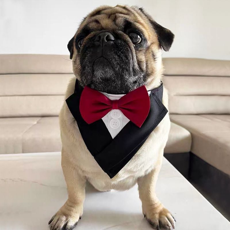 パグ様 Dog wear -quick formal tie- dogw-189 | Pug shower - パグシャワー