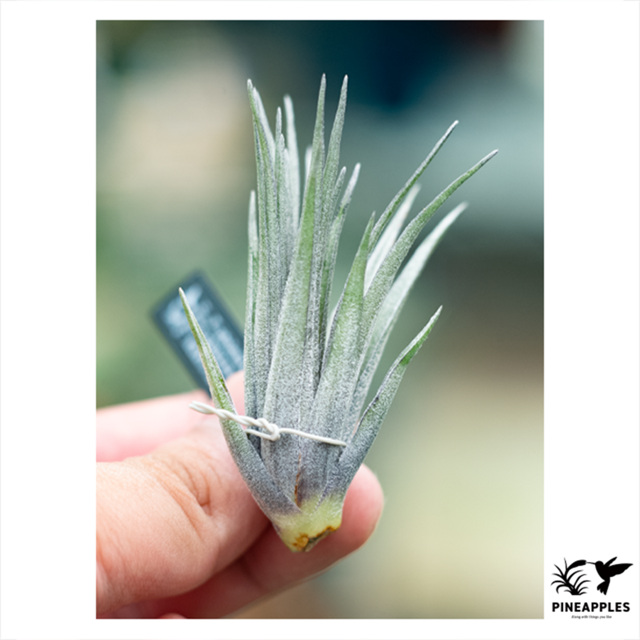 Tillandsia stricta var. piniformis x globosa - 1