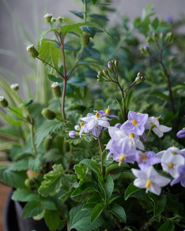 【花苗セット】 涼しげツルハナナスの、丈の短い花苗ミニセット