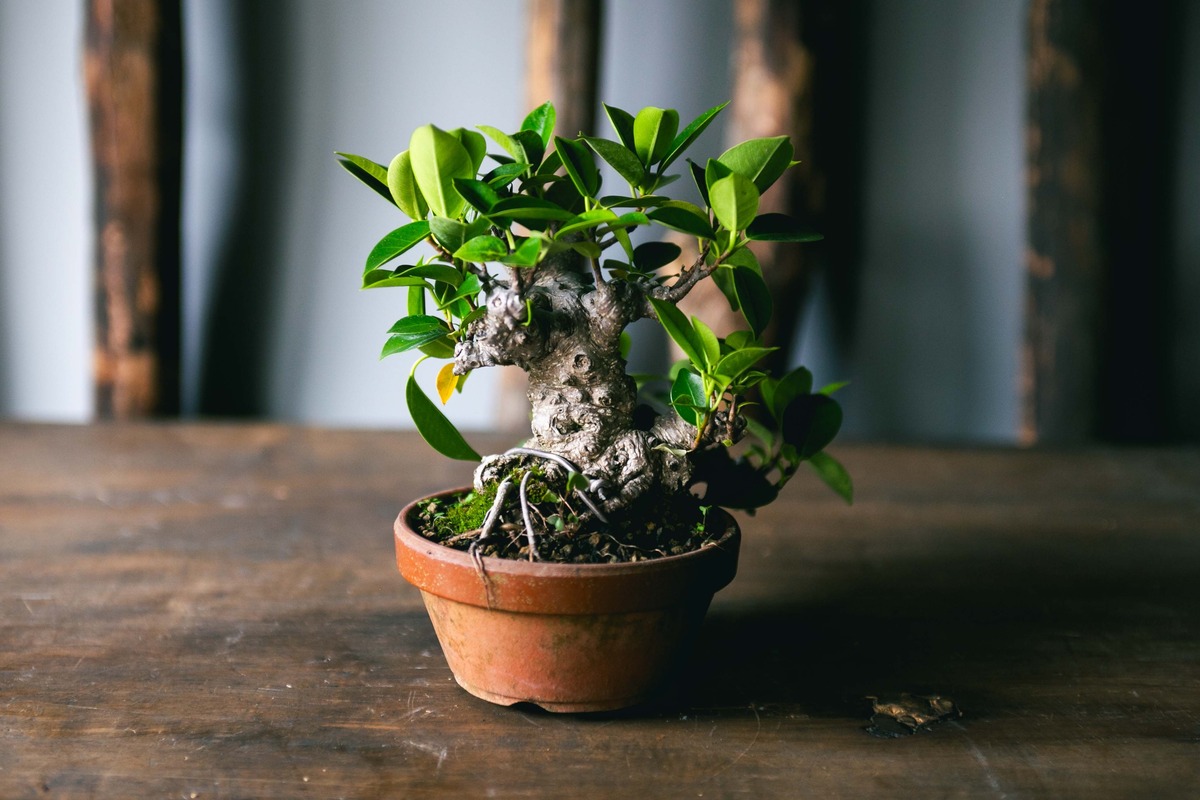 琉球盆栽】Ficus microcarpa【古木ガジュマル】 | 青坊主-aobouzu-