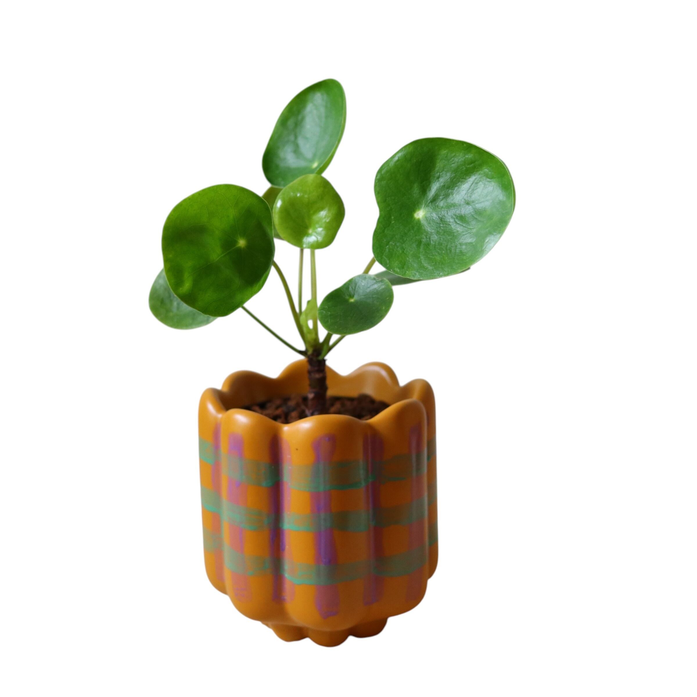 ペペロミオイデス(25cm)