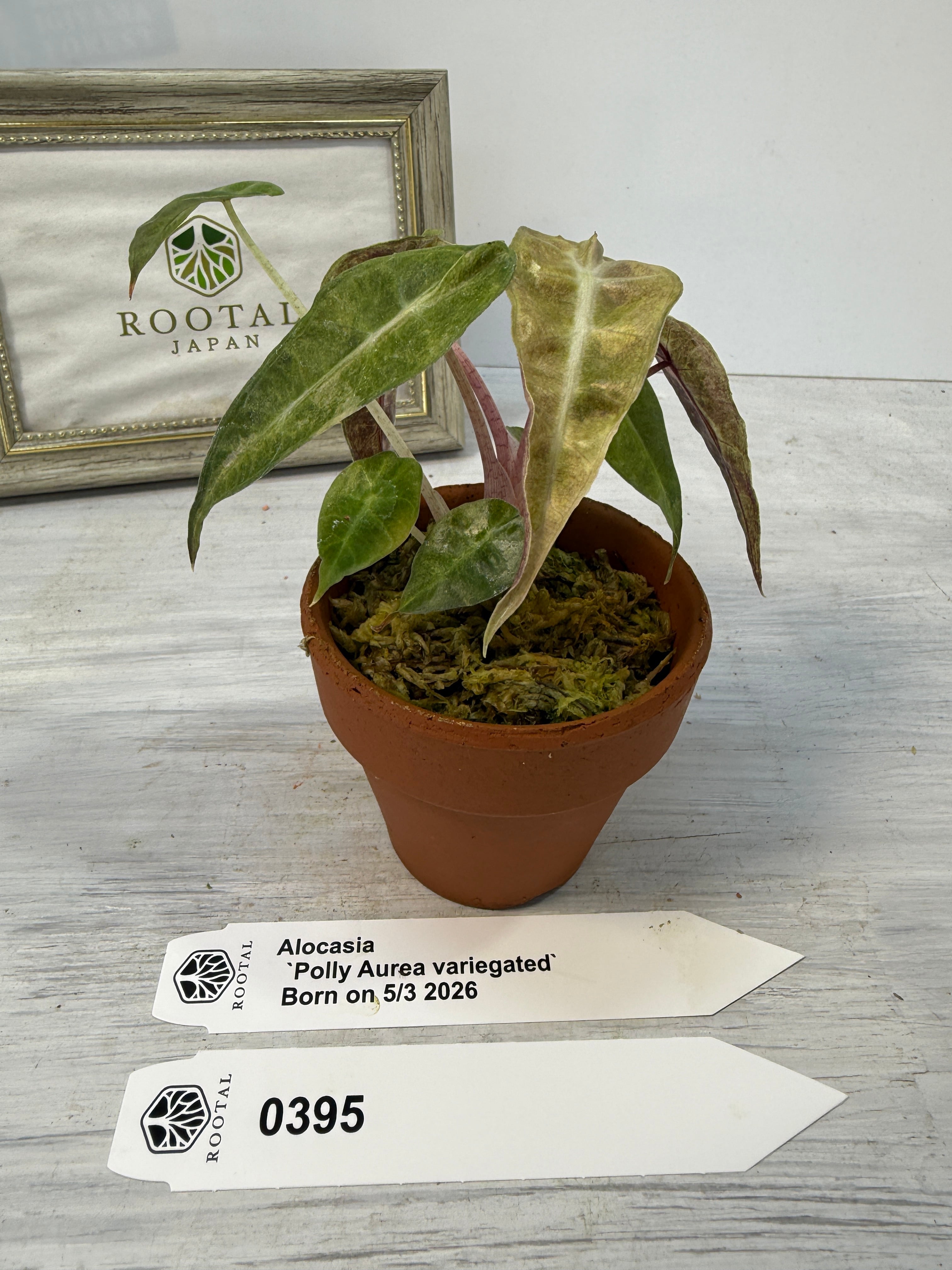 アロカシア | ROOTALPLANTS