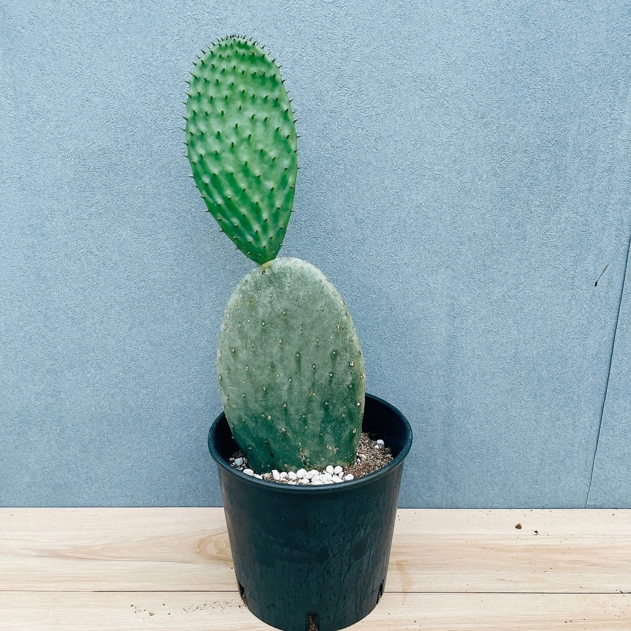 現品］【希少】30番 クワズイモ 斑入り 8号 白斑 観葉植物 室内 レア