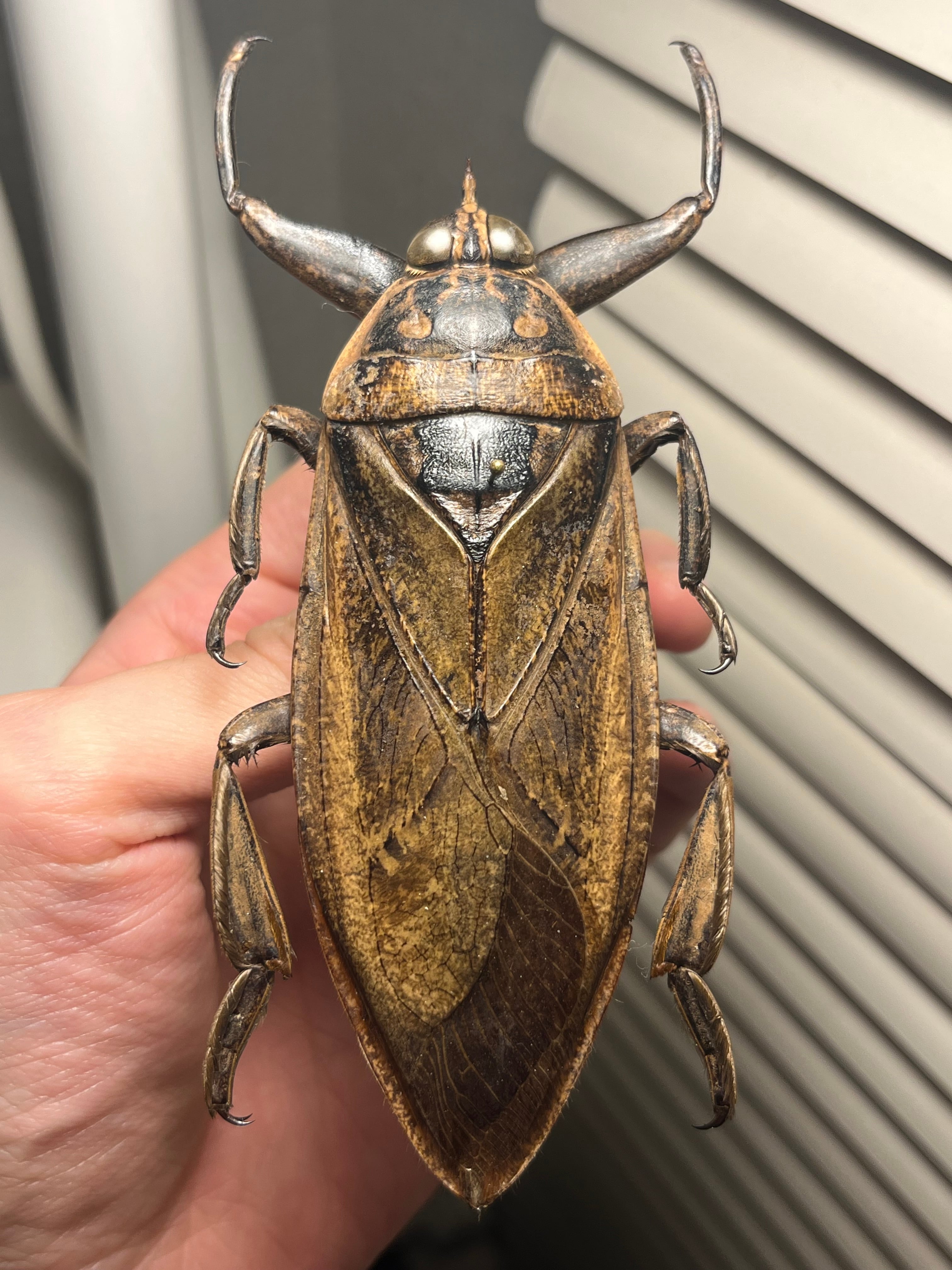 田亀最大種】ナンベイオオタガメの昆虫標本 タランチュラムカデ