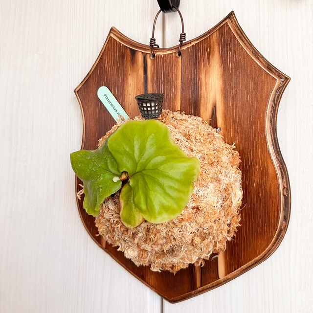 ビカクシダ リドレイ 板付 【観葉植物 室内 コウモリラン】