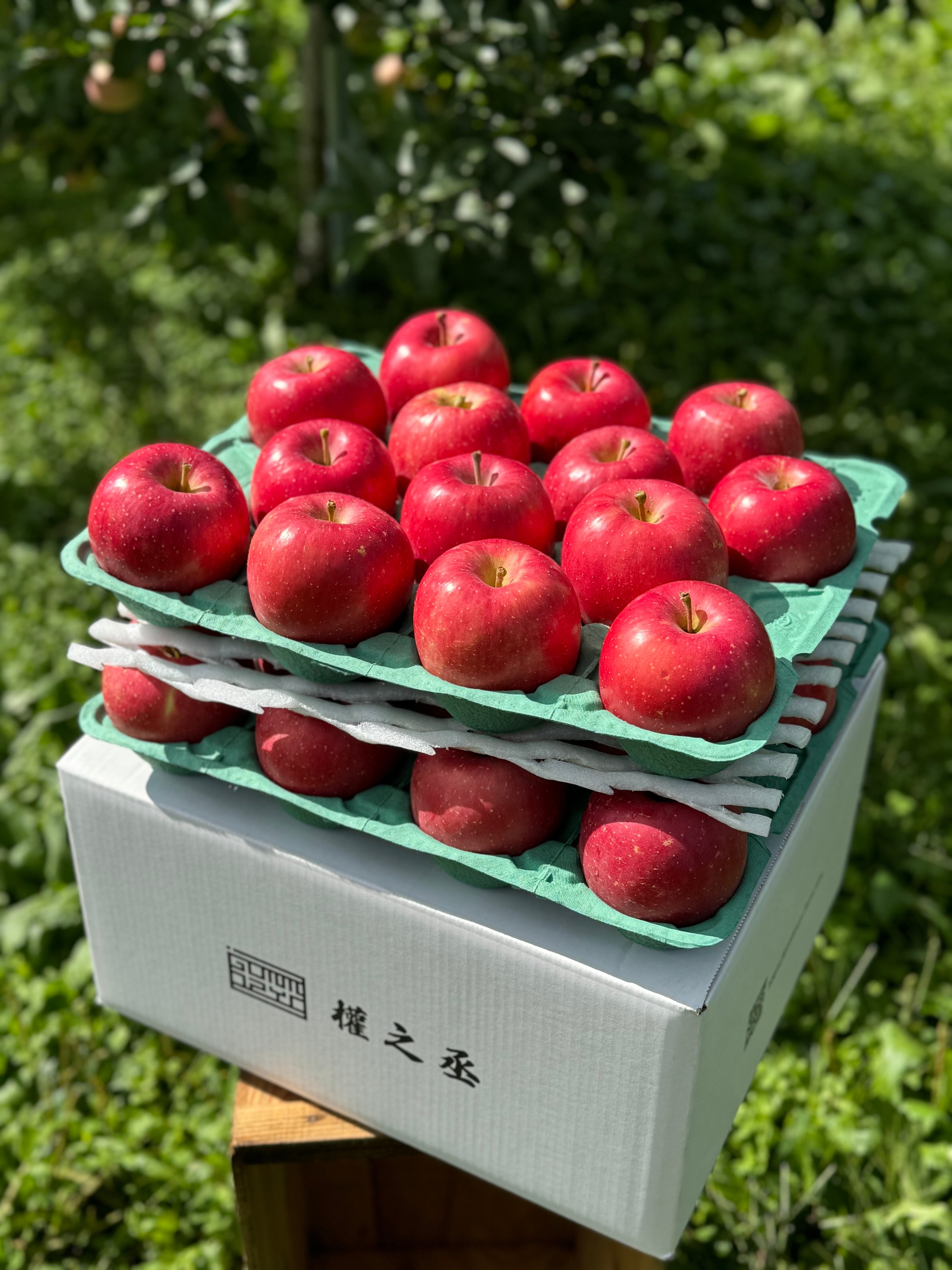 葉取らず早生ふじ家庭用　10kg