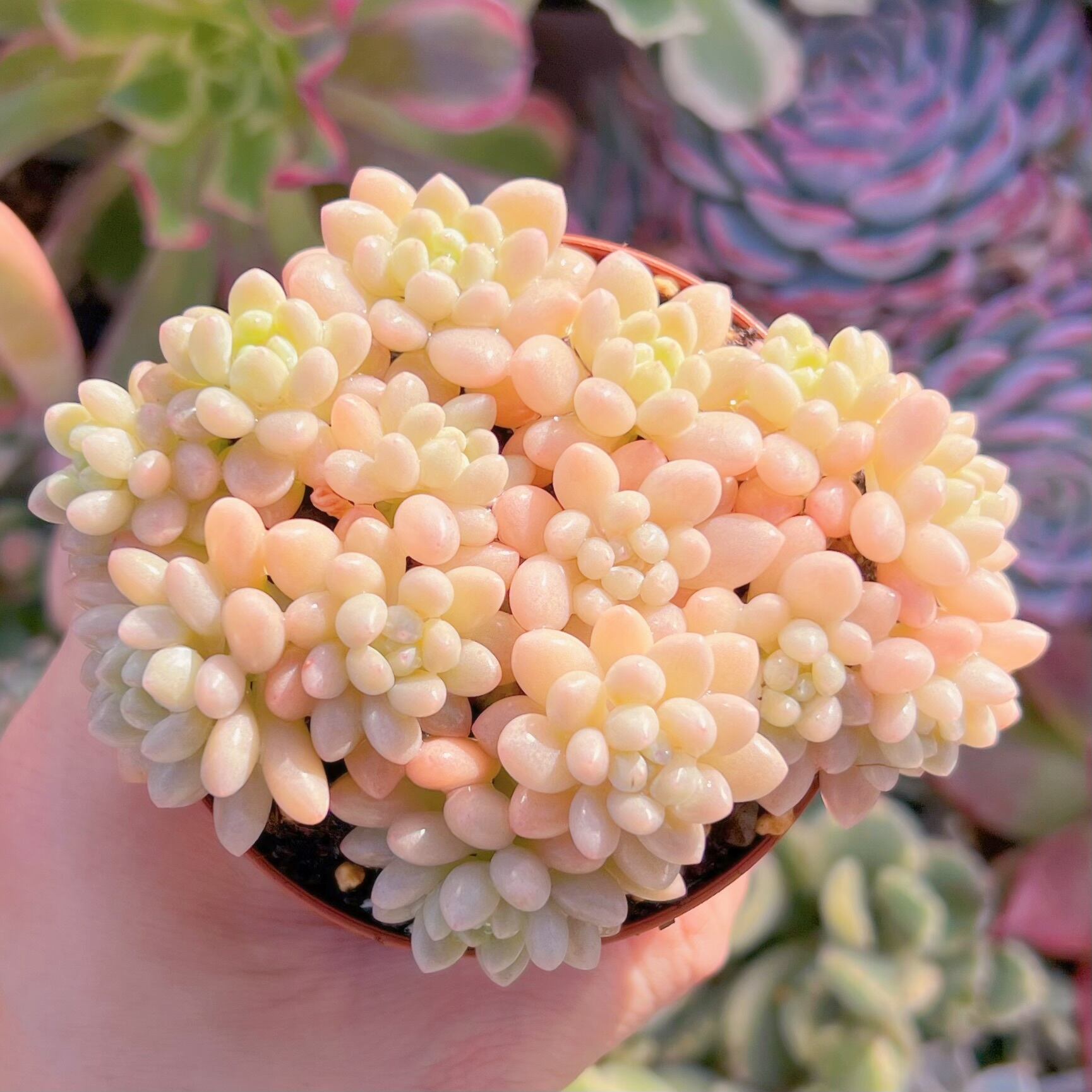 現品　ストロベリーミルク#704    群生　るる農園