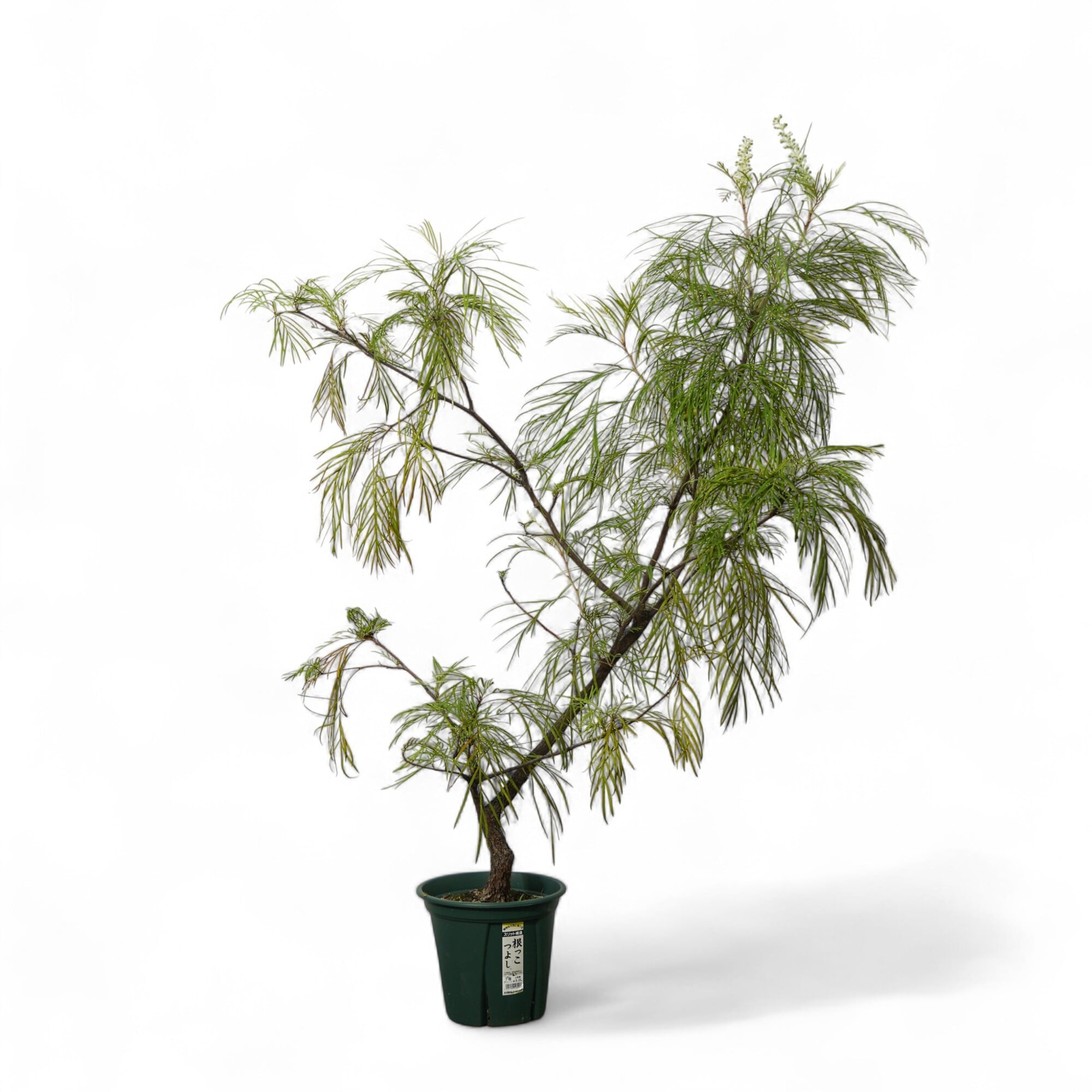 特価❣️ドロサンテマ キラキラ　レインボーキャンディーボール　抜き苗　１株 特価❣️ドロサンテマ キラキラ レインボーキャンディーボール 抜き苗