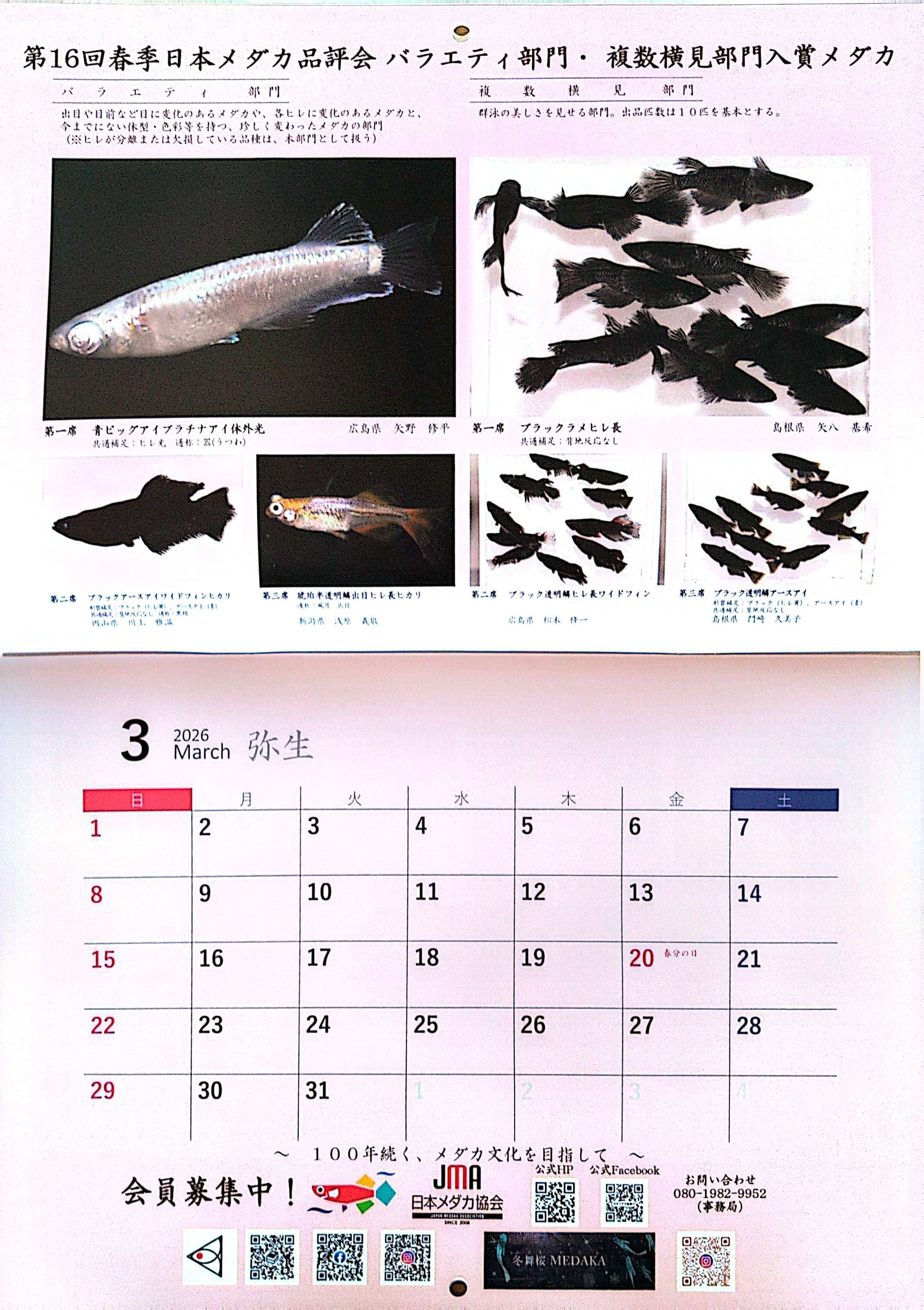 めだかカレンダー2026 | 天草美咲めだか