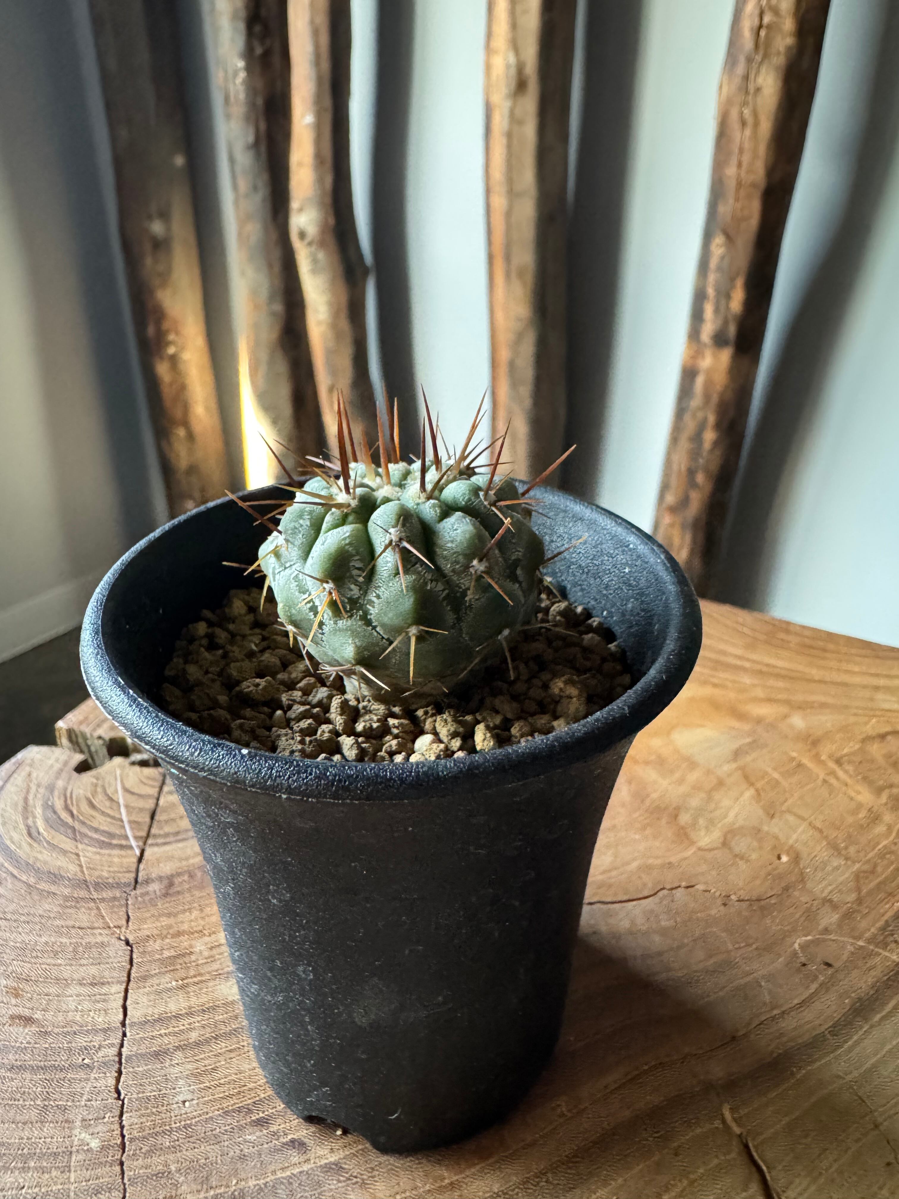 新着】Copiapoa cinerea var. columna-alba【俺の孤竜丸】コピアポア