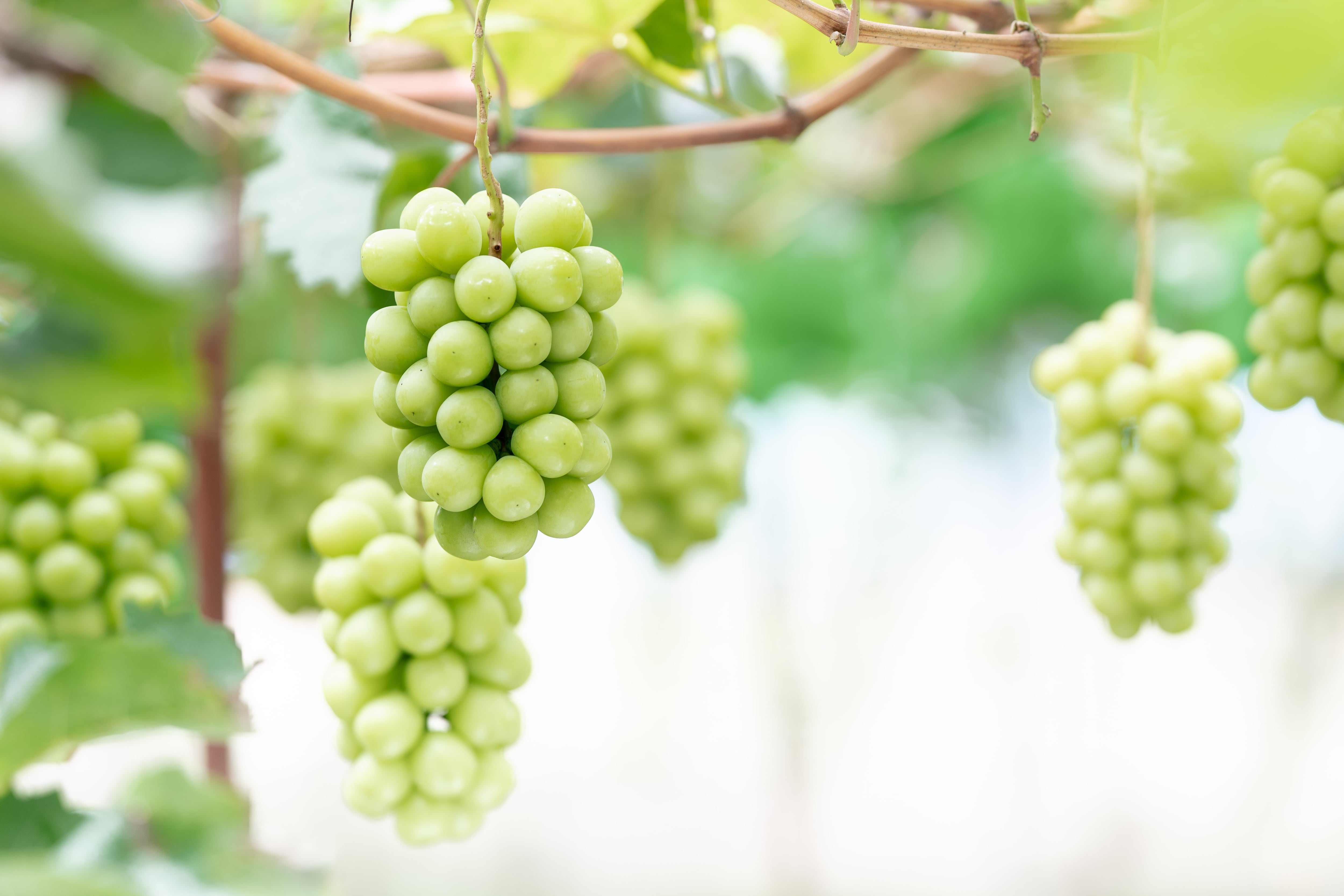 お買い得!【ご家庭用】ぷりっと甘〜い!朝採りシャインマスカット2キロ(3〜5房)