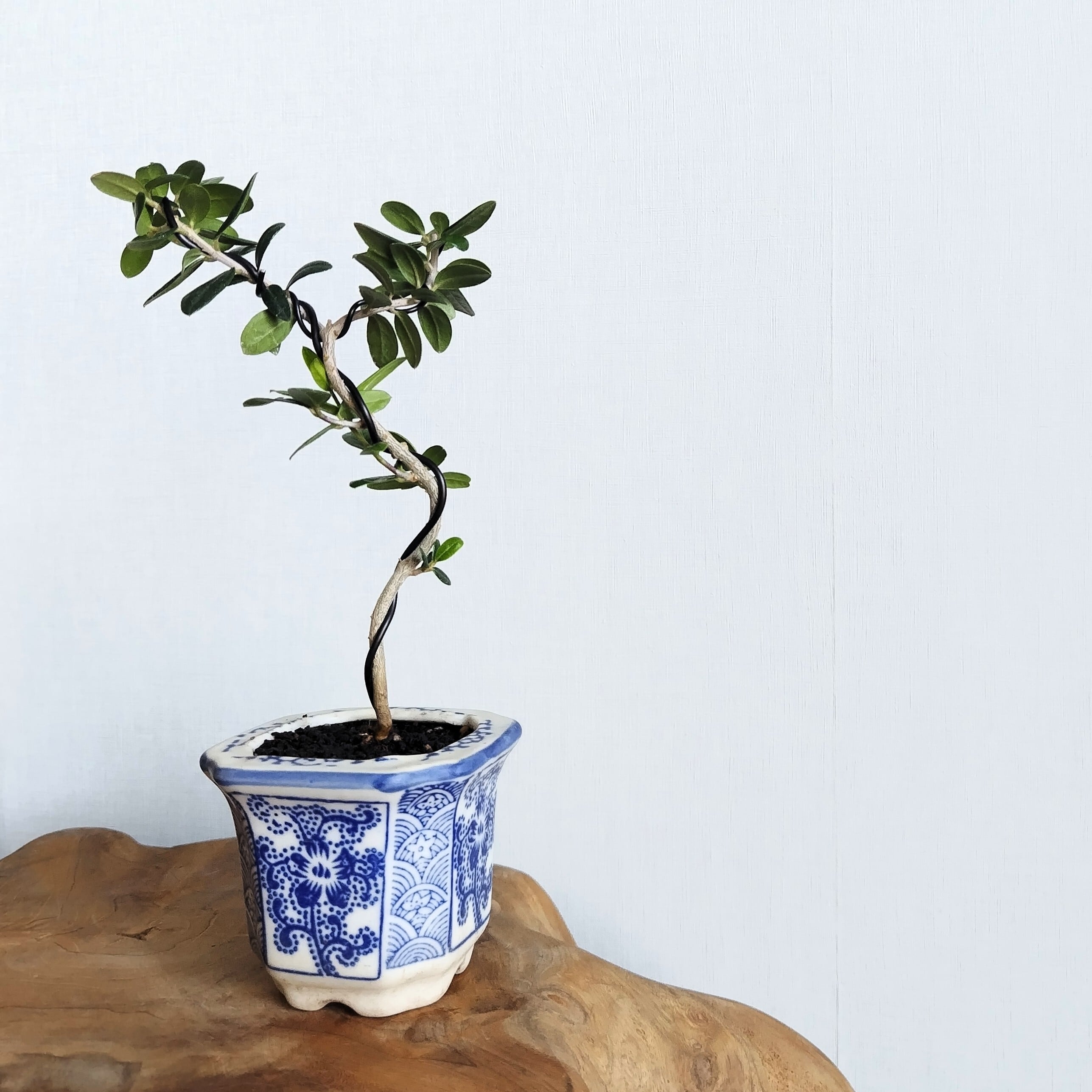 H22cm】Seedling Olive BONSAI/実生オリーブ盆栽(SE-1) | AMASSE