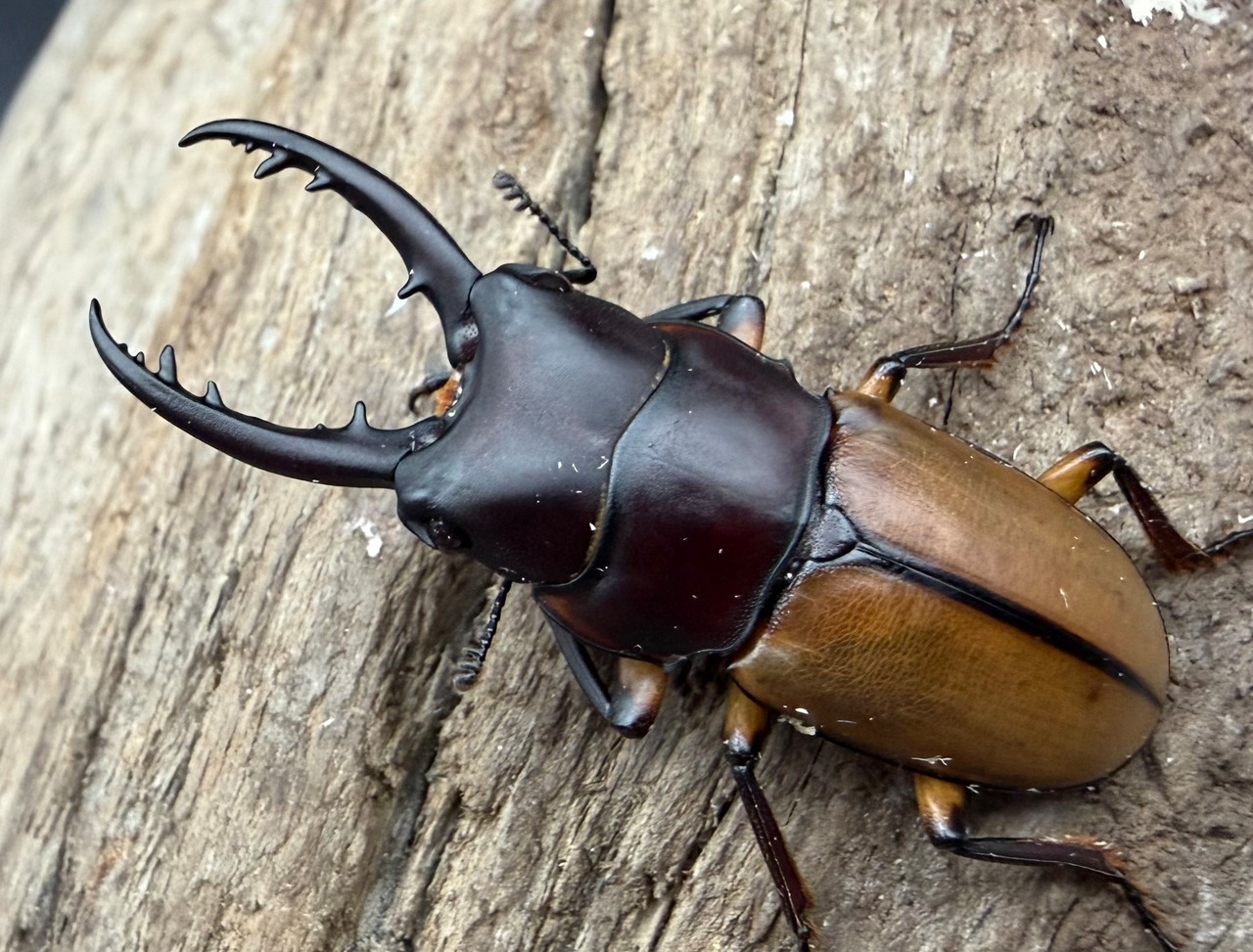 【WD】《ブルイジンノコギリ ペレン島産 40.5mm ペア》