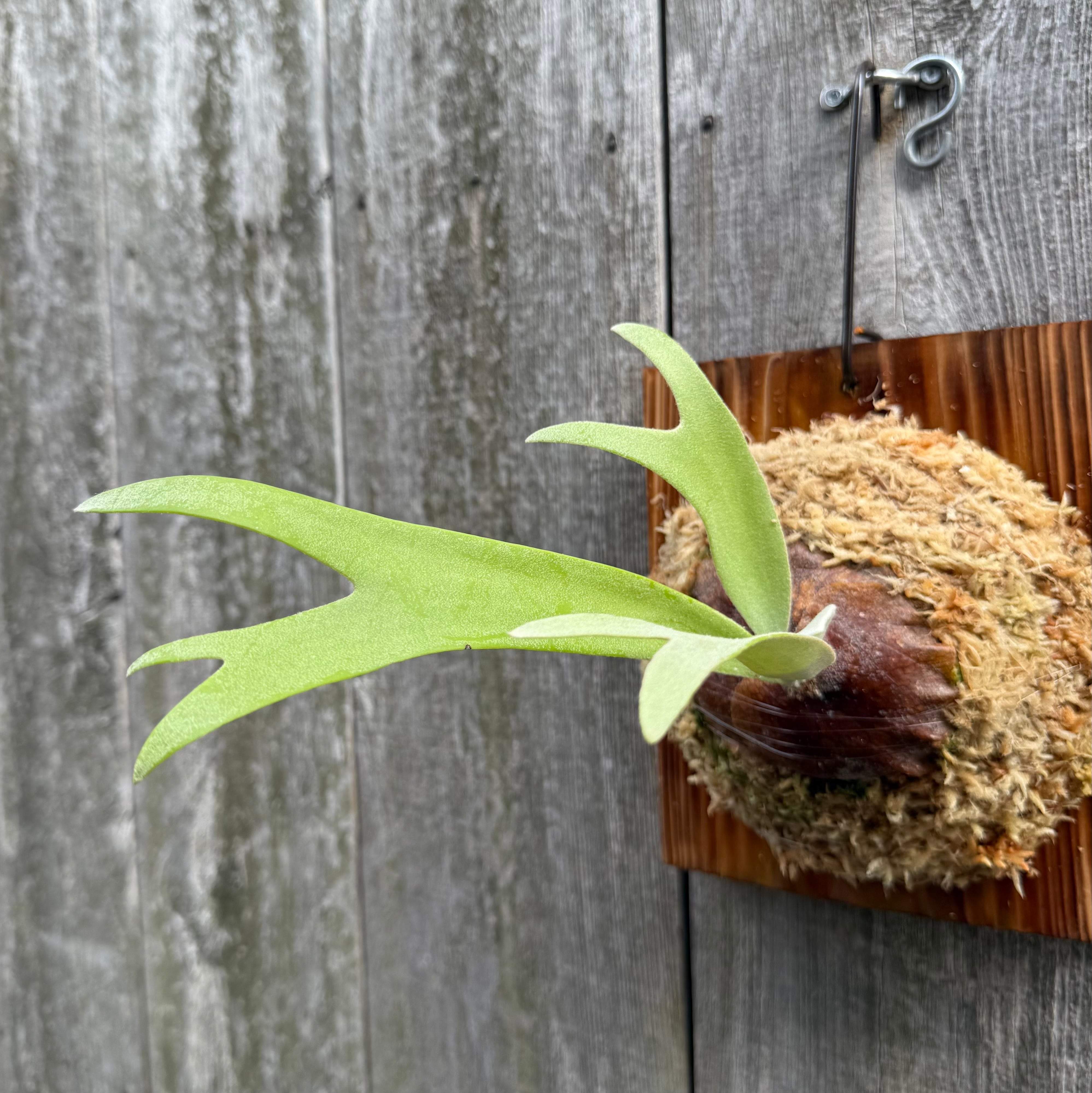 P. willinckii cv. Aplus special (pup) | naturefix