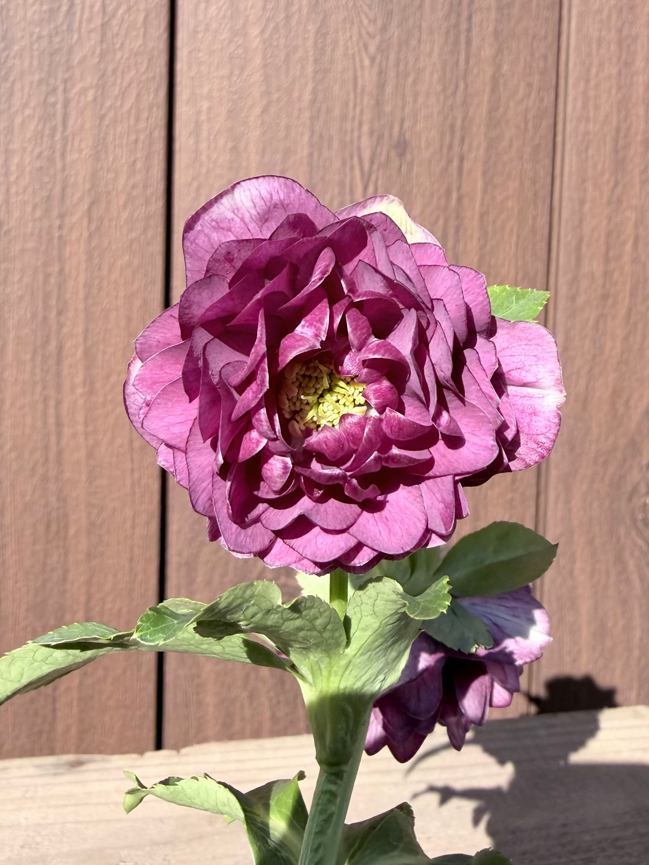 グロッシー☆カラーパープルカラー多弁 ※蕾無し価格 加藤農園