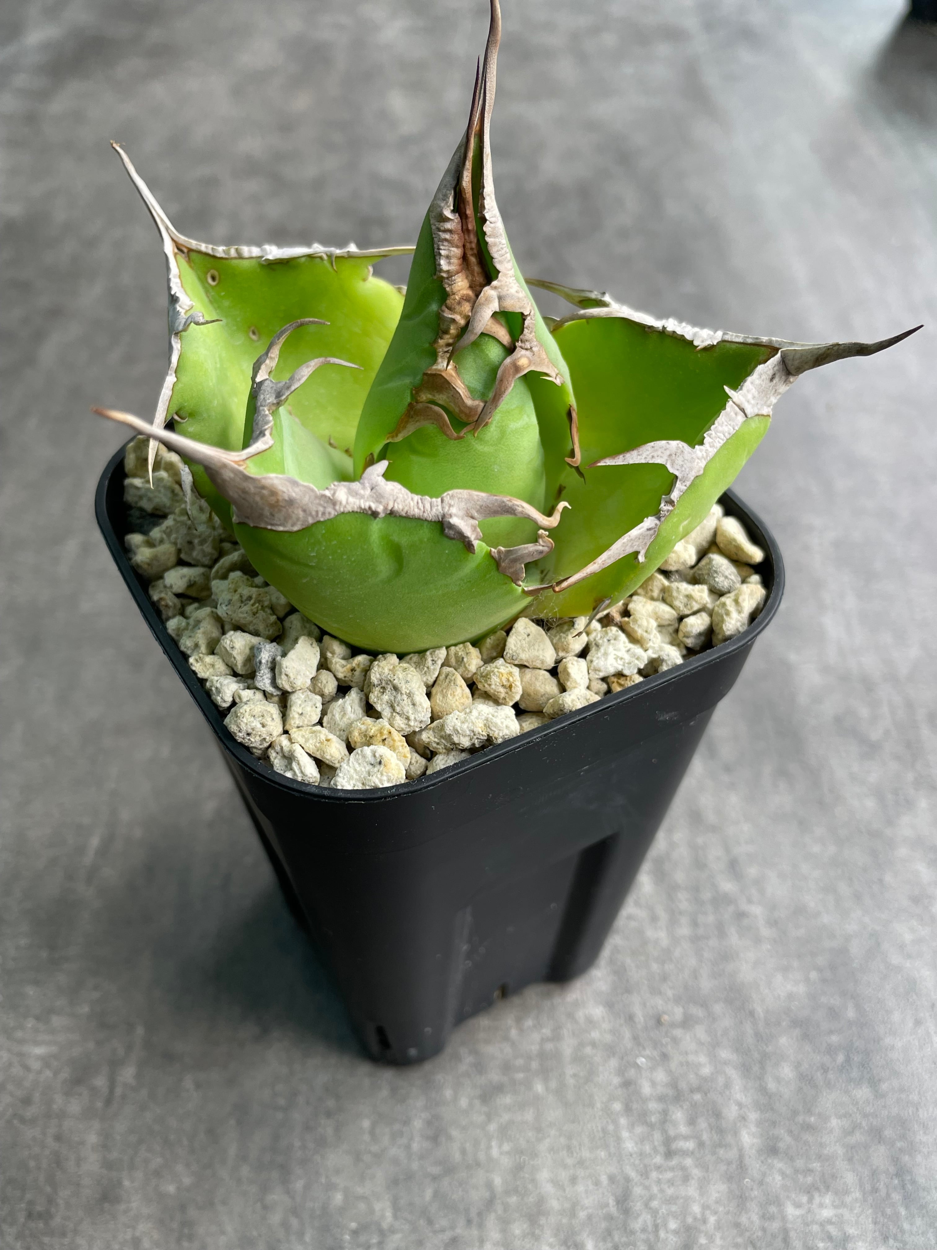 アガベ チタノタ '毒液 ' Venom ヴェノム | inco堂植物園