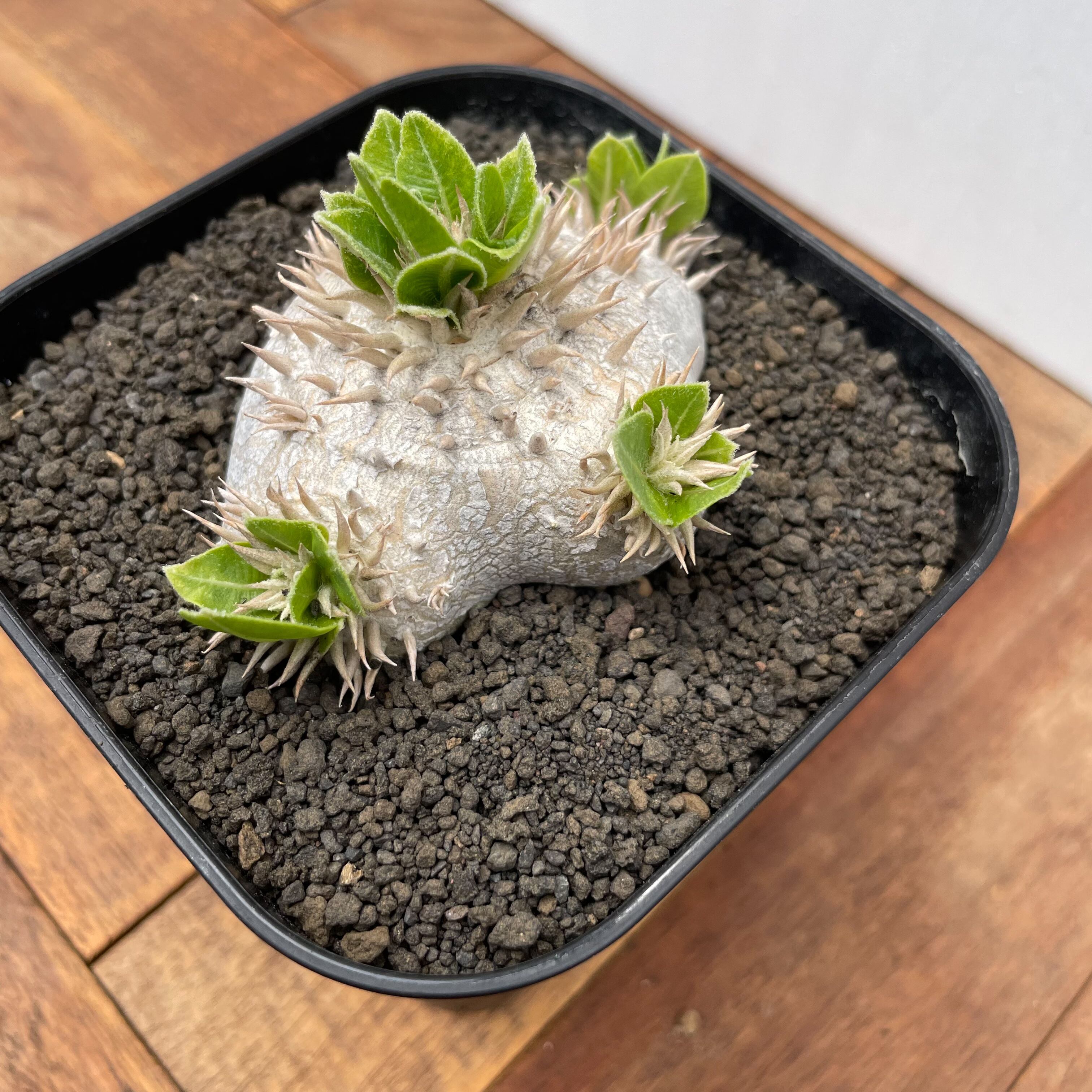 Pachypodium brevicaule ssp . Leucoxanthum【パキポディウム