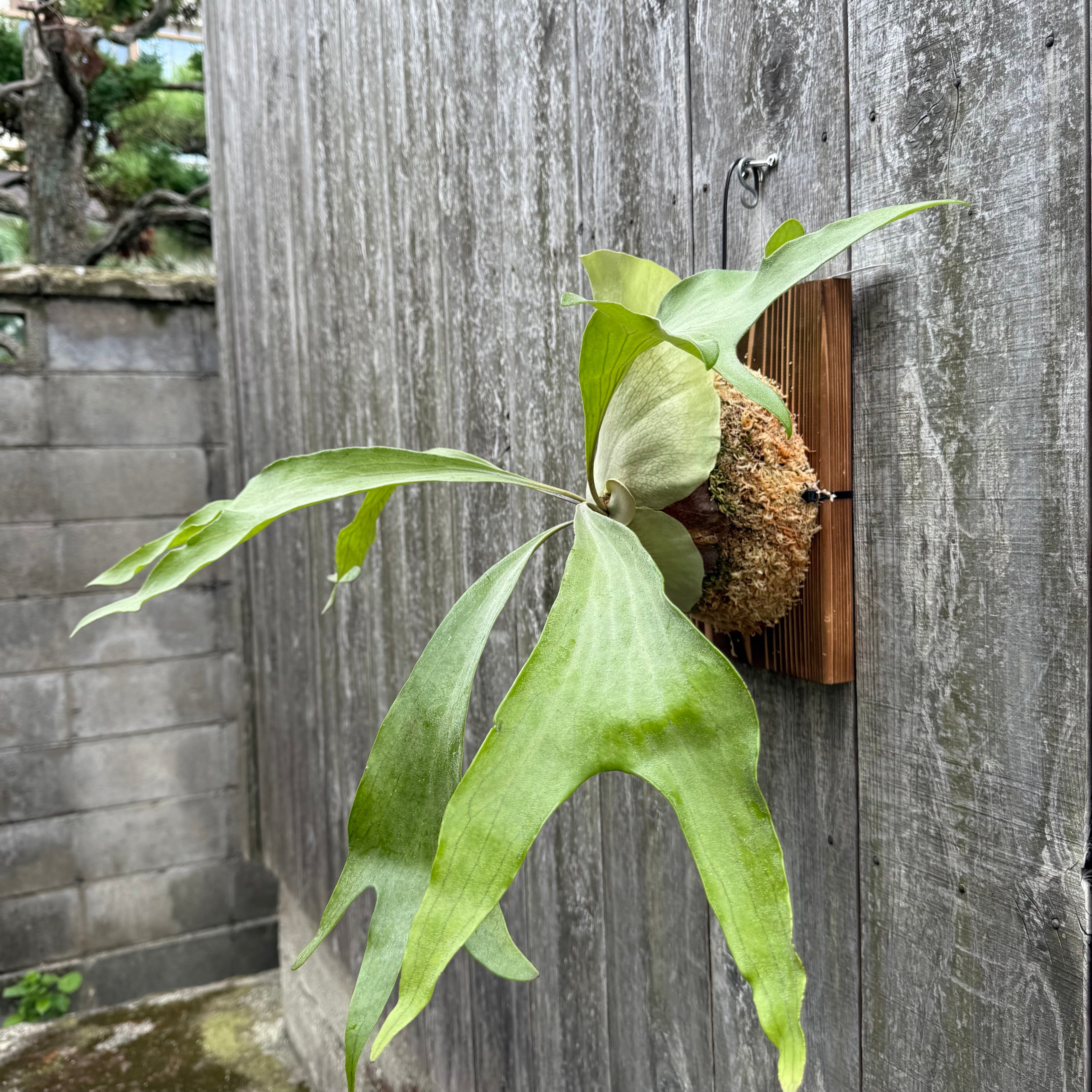 ビカクシダ P. hillii Night Star P. hillii cv. Night Star (pup) | naturefix