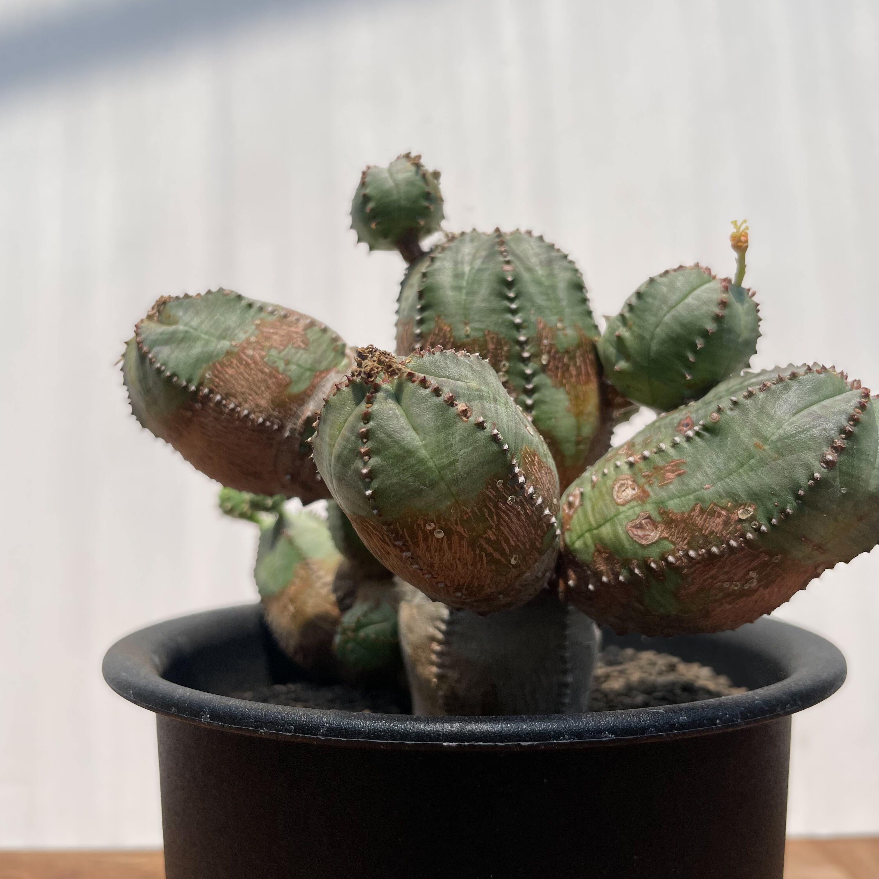 ユーフォルビア オベサブロウ Euphorbia Obesablow【ユーフォルビア・オベサブロウ】 | RIMO'S