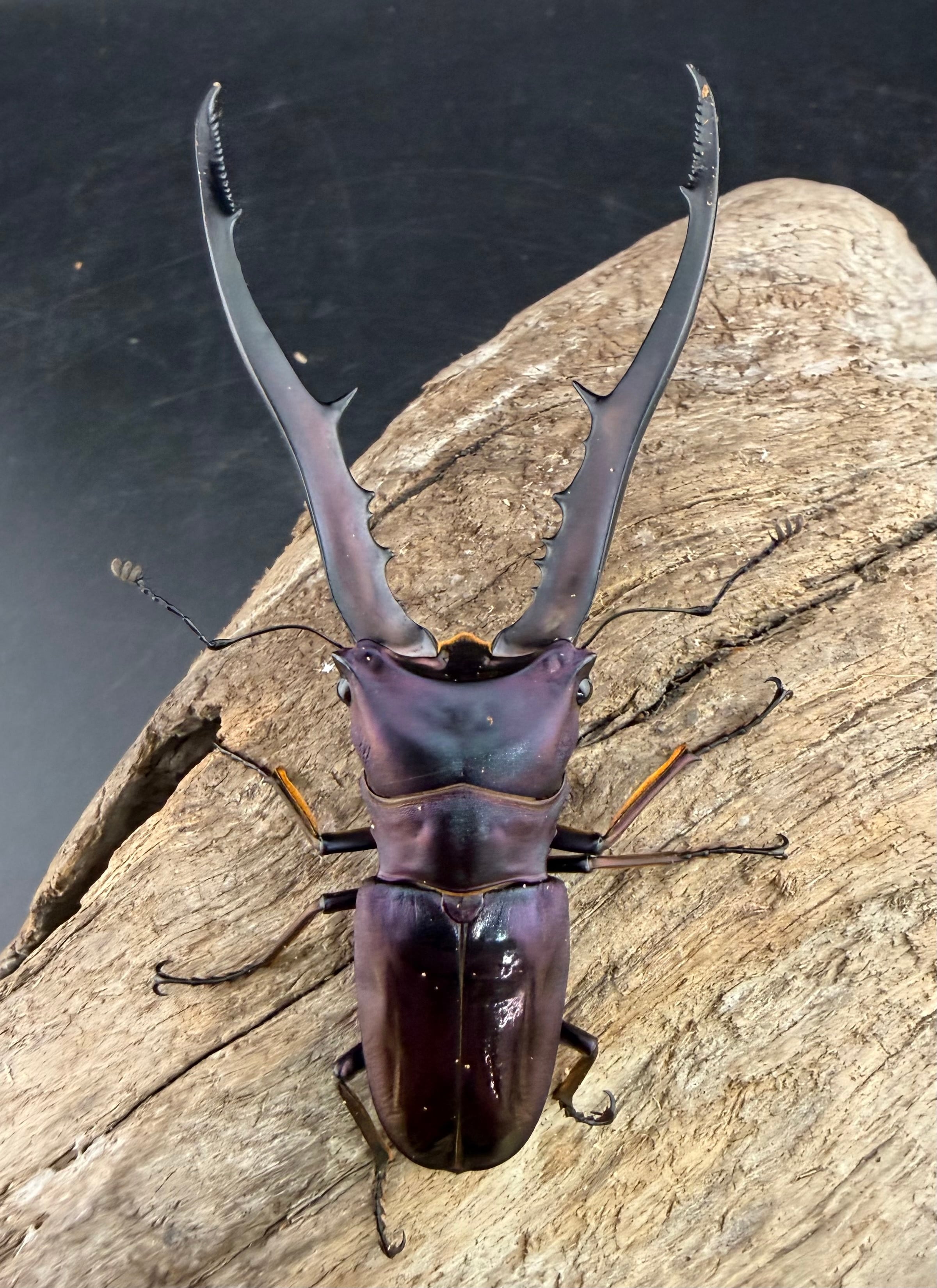 【特大標本】メタリフェルホソアカ亜種フィナエ ブリード個体94㍉ 特大標本】メタリフェルホソアカ亜種フィナエ ブリード個体94㍉