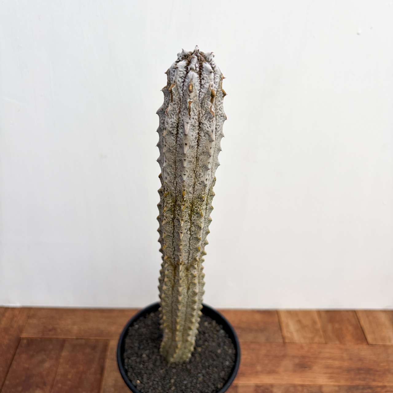 Euphorbia abdelkuri【ユーフォルビア・アブデルクリ】