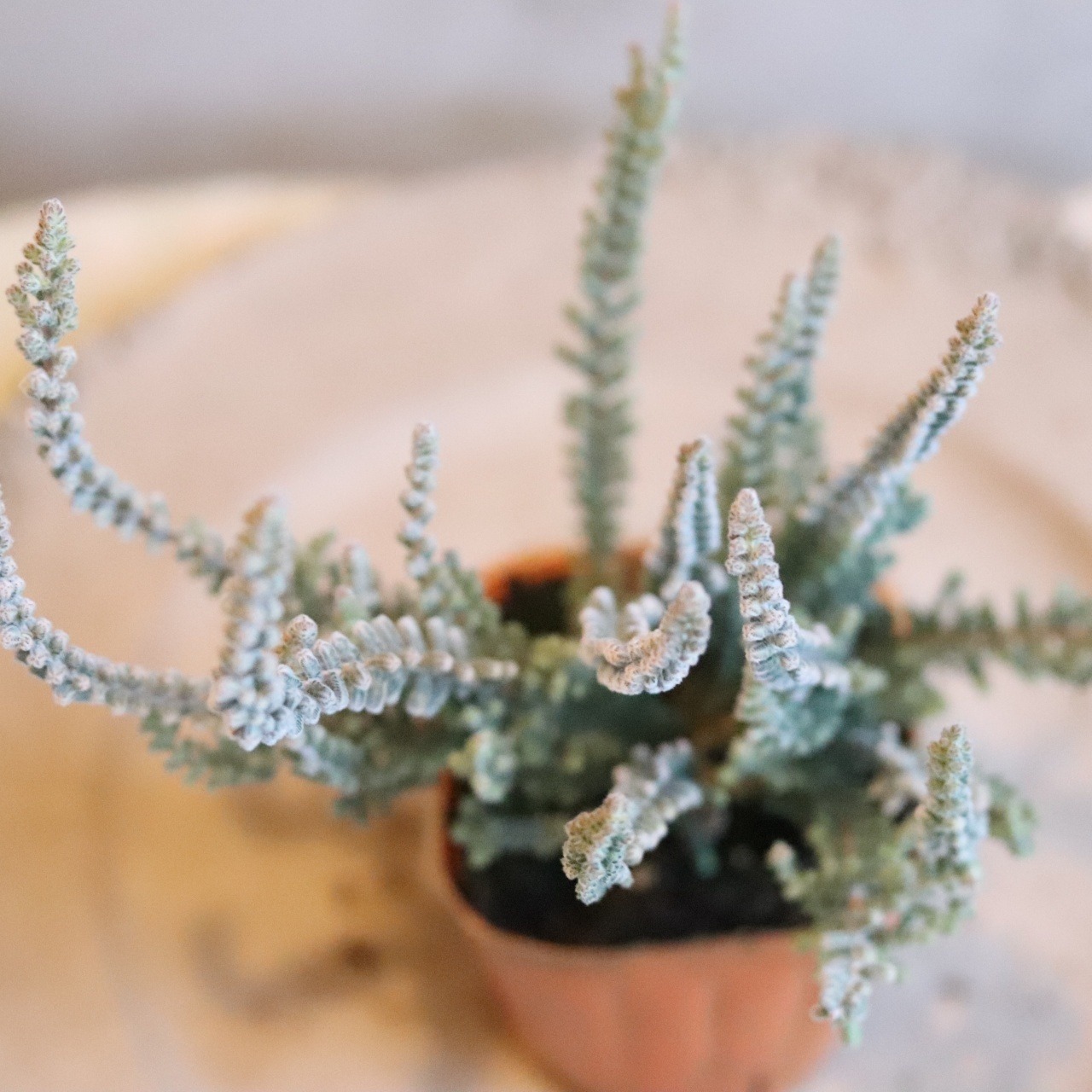 カルーナ　ガーデンガールズ　ホワイト　シルバーリーフ　冬の寄せ植え　