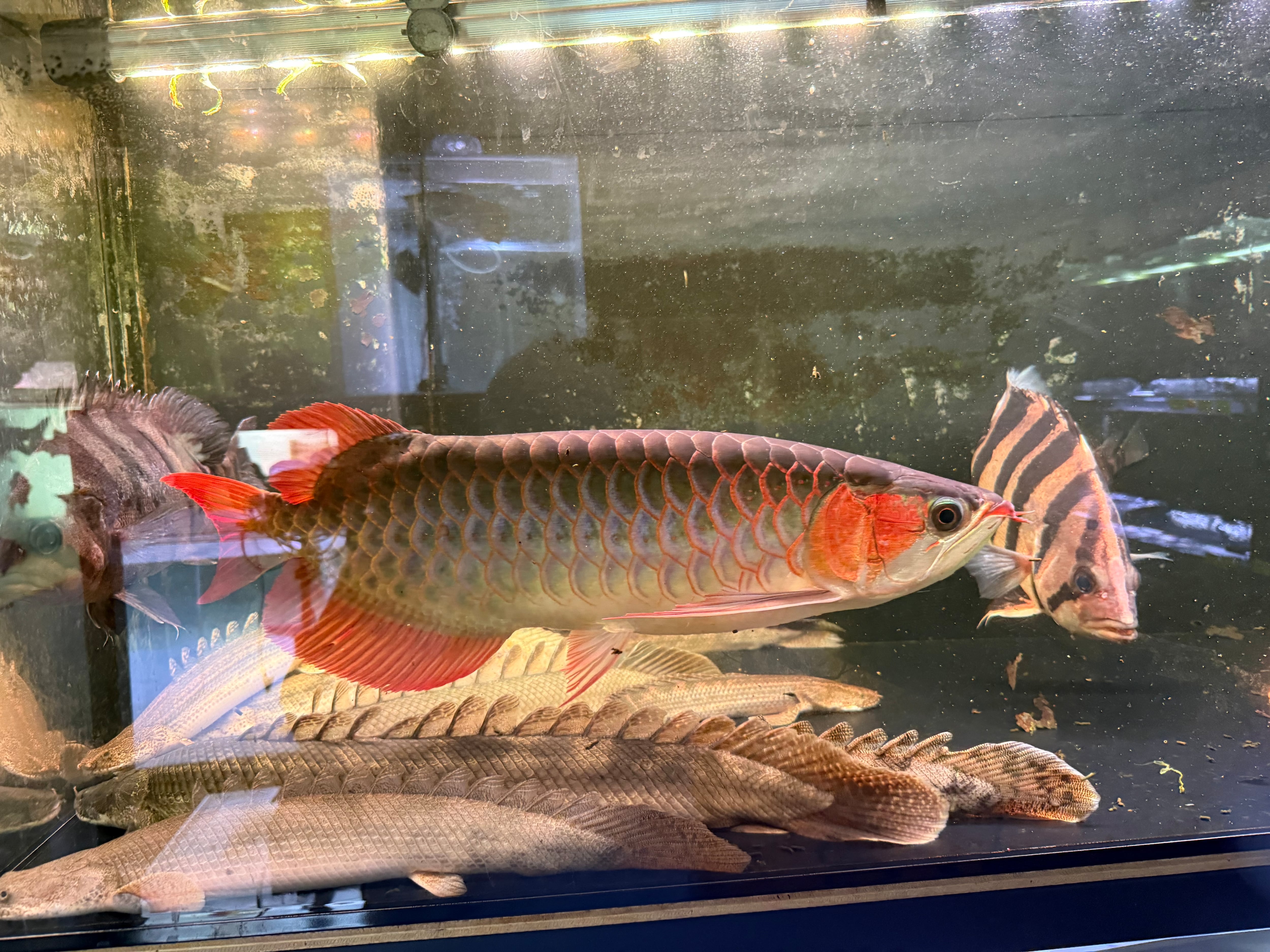 新入荷 | アクアショップ ビリーケン オンラインストア