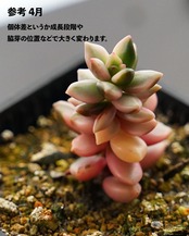 カット苗 セデベリア ブラックビューティ錦 Sedeveria 'Black Beauty Variegated'