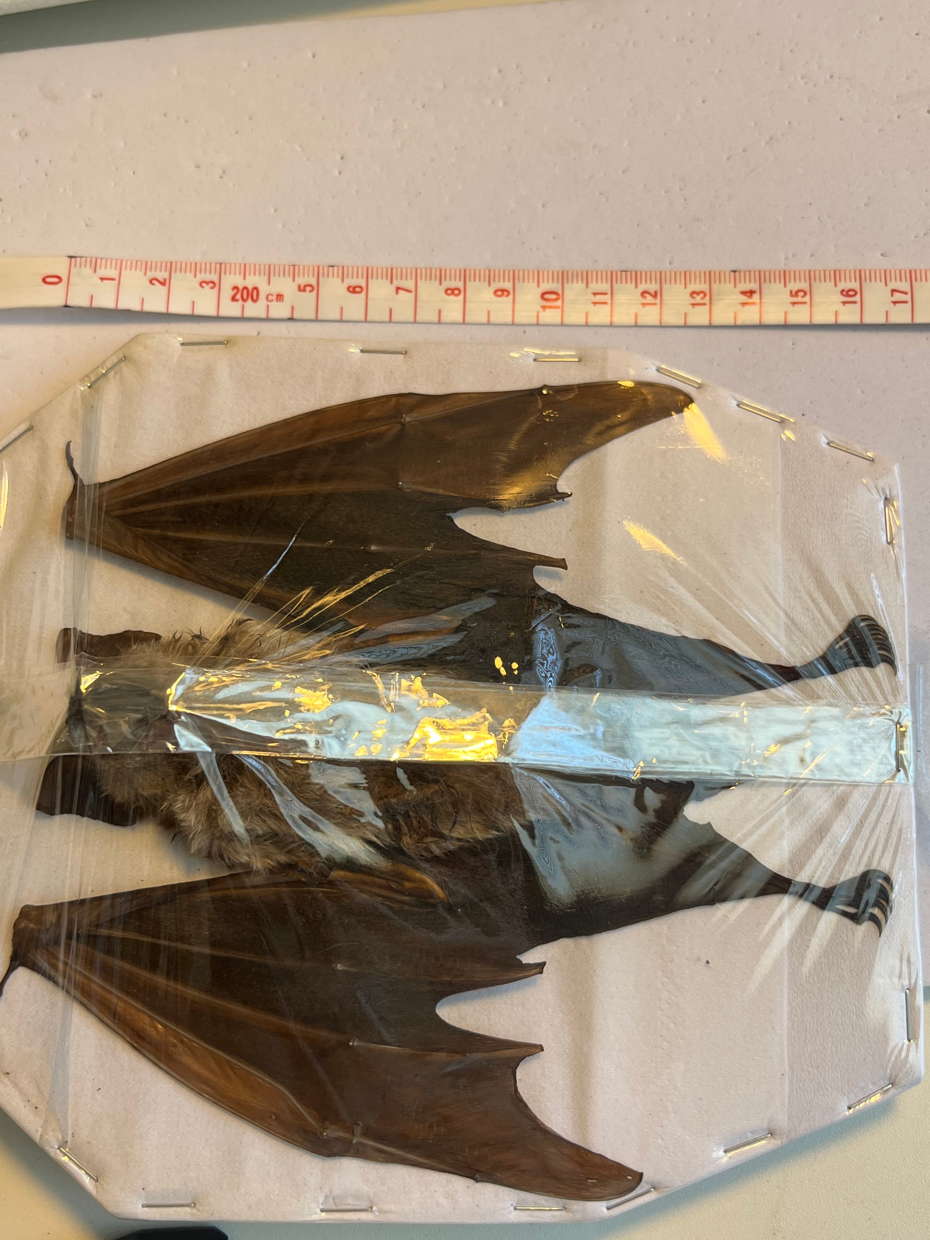 蝙蝠ノ王様】ハチマキカグラコウモリ 標本ジャワアブラコウモリ 昆虫