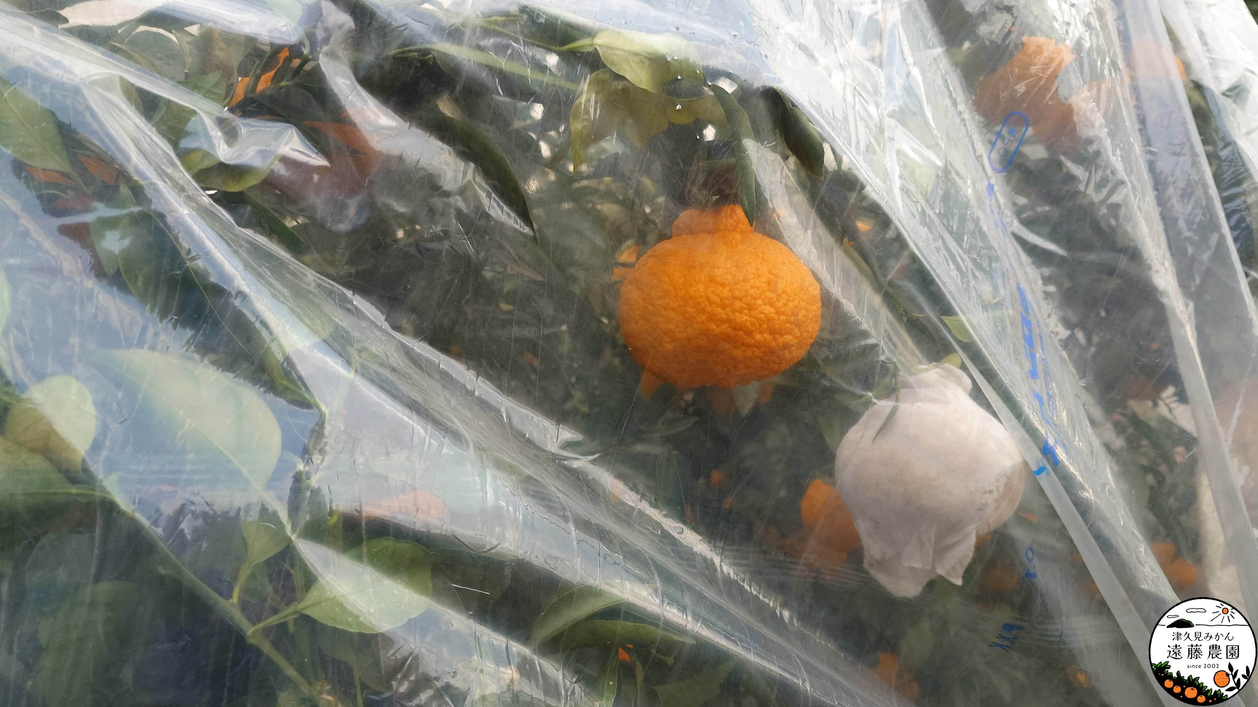 5kg】超完熟屋根掛け不知火 | 津久見みかん 遠藤農園