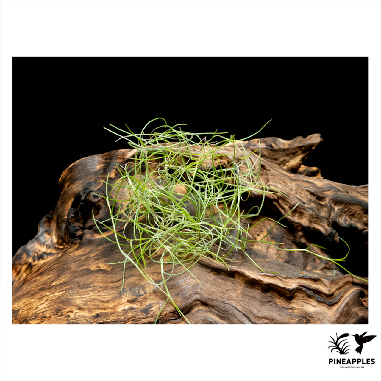 Tillandsia usuneoides (Brazil) - 1