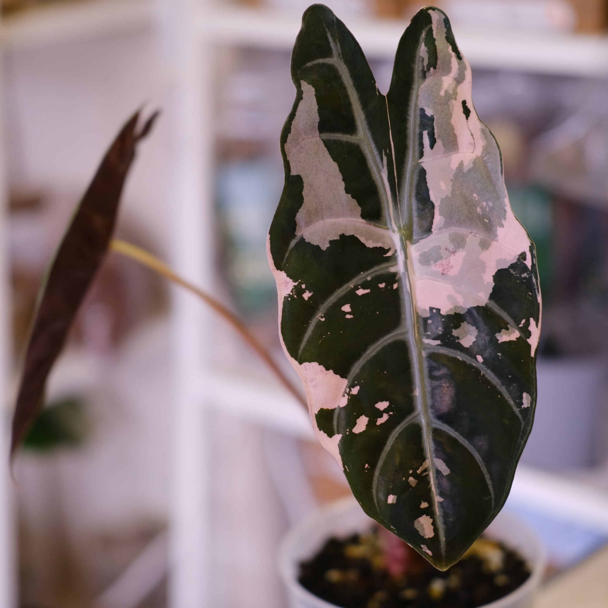 アロカシア / Alocasia | tokyoplants / 観葉植物専門店