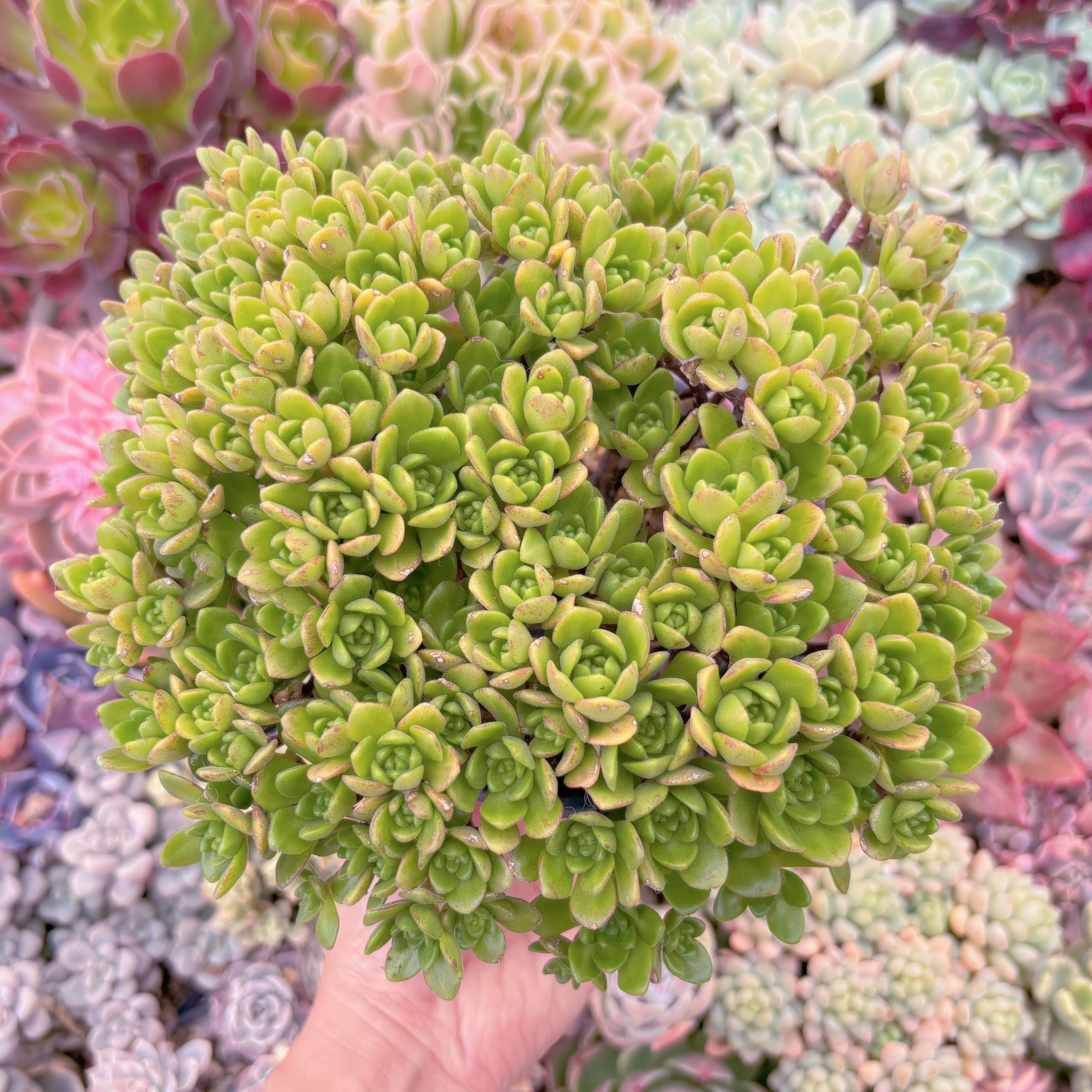 現品　little fox#664　特大大群生　新入荷　るる農園