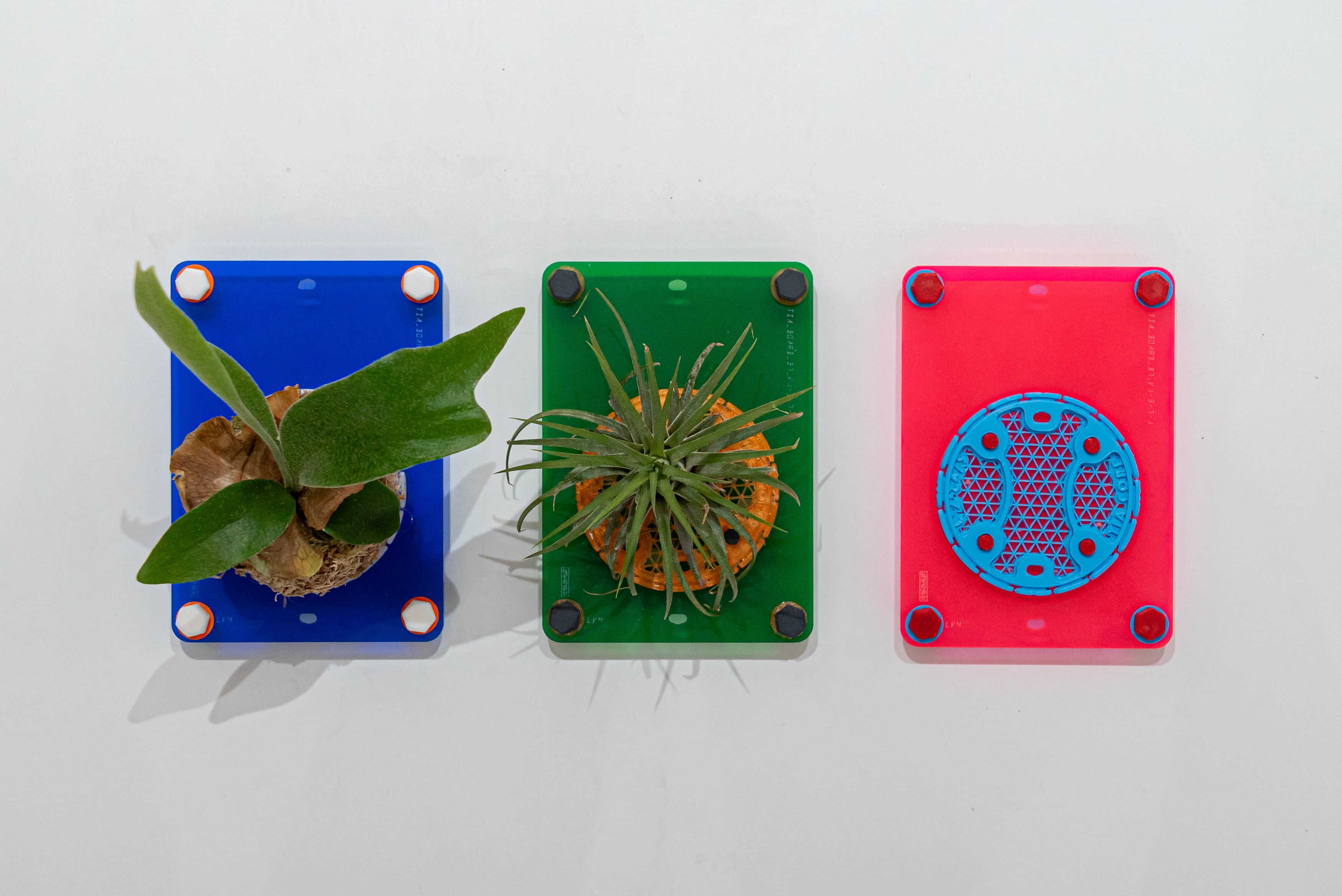 TIA BOARD Level 2/着生ボード/着生植物/エアープランツ/ビカクシダ