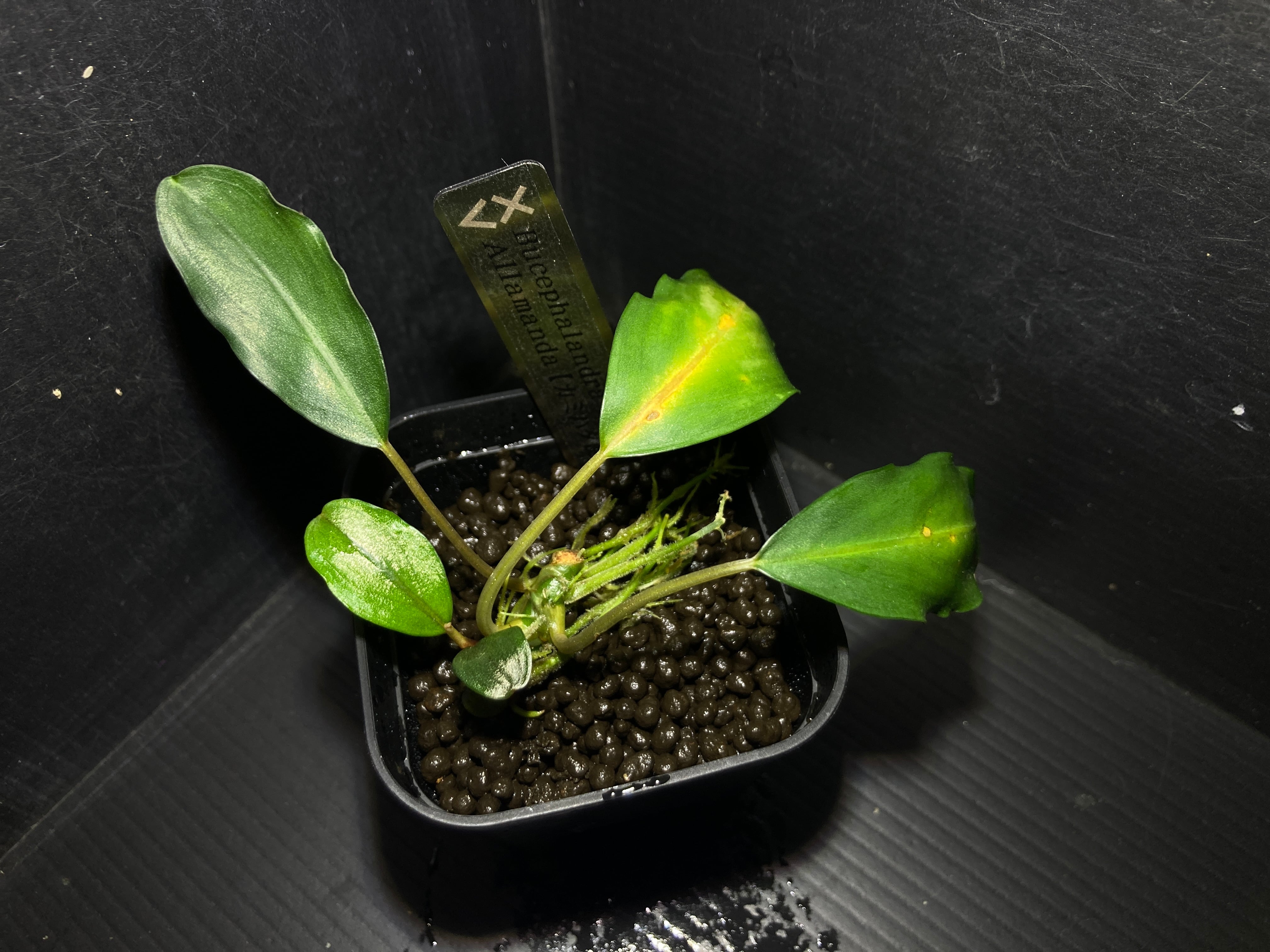 ブセファランドラ | AquaFocus