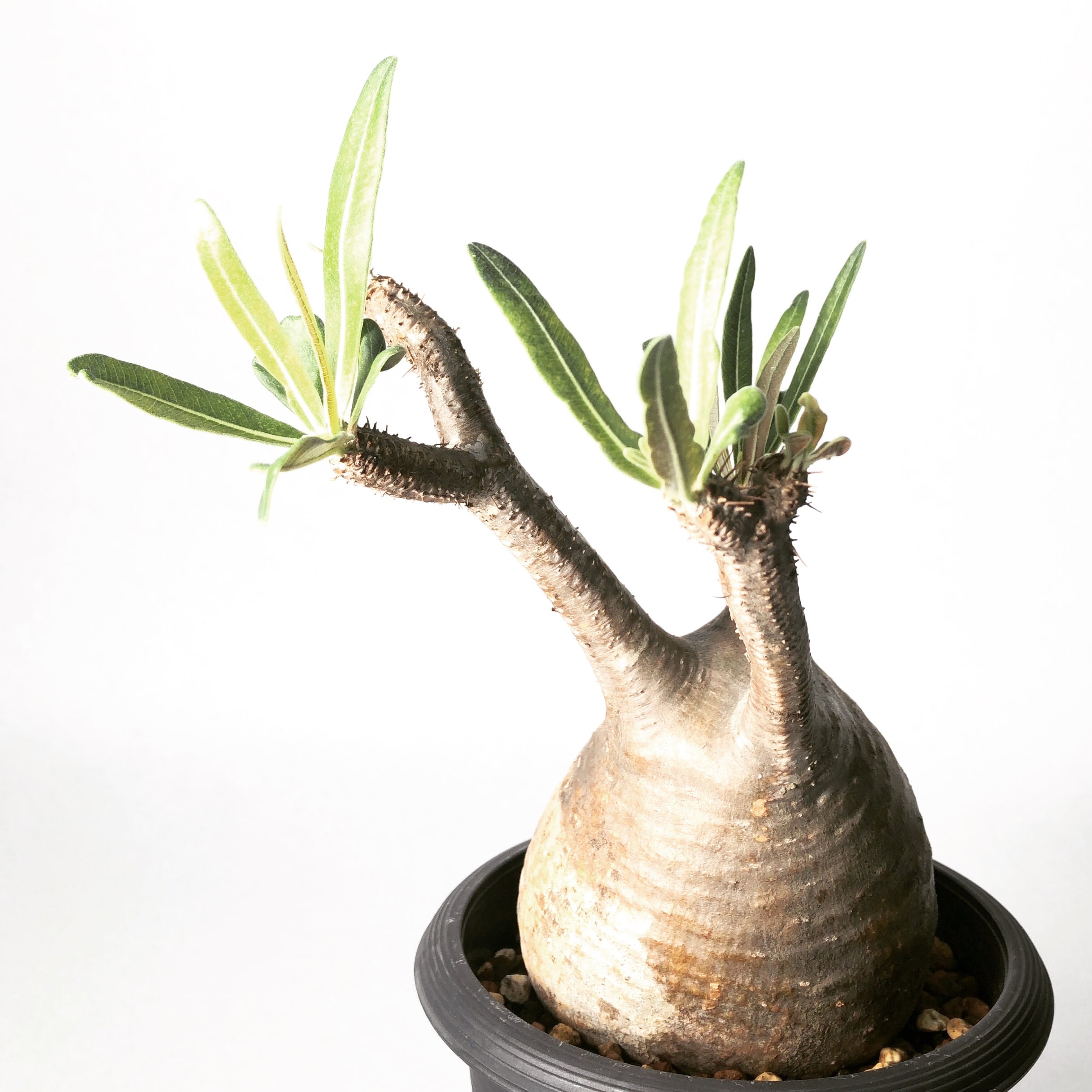 パキポディウム・グラキリス | trigger