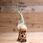 【送料無料】セレリアナ L〔エアプランツ〕現品発送T2810
