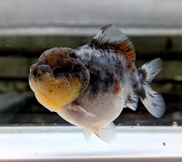 らん弐ちゃんファーム