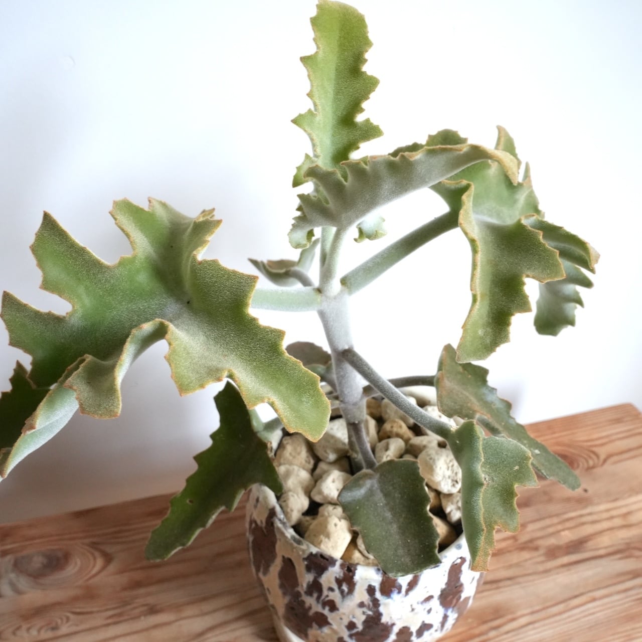 送料込み】観葉植物 カランコエ ベハレンシス 5号サイズ 陶器鉢 | 草陽香