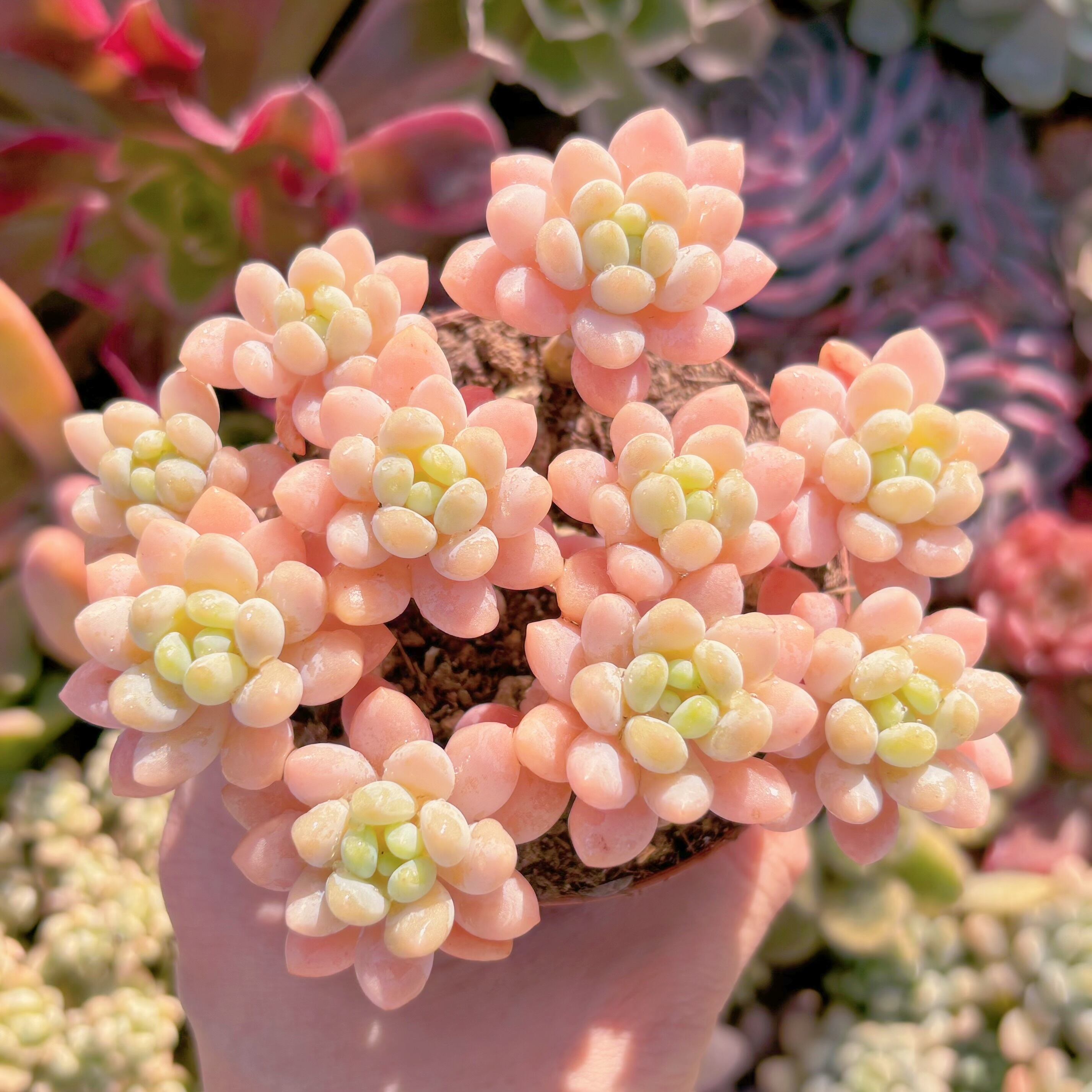 多肉植物　ピンクロココ　群生　新入荷　るる農園