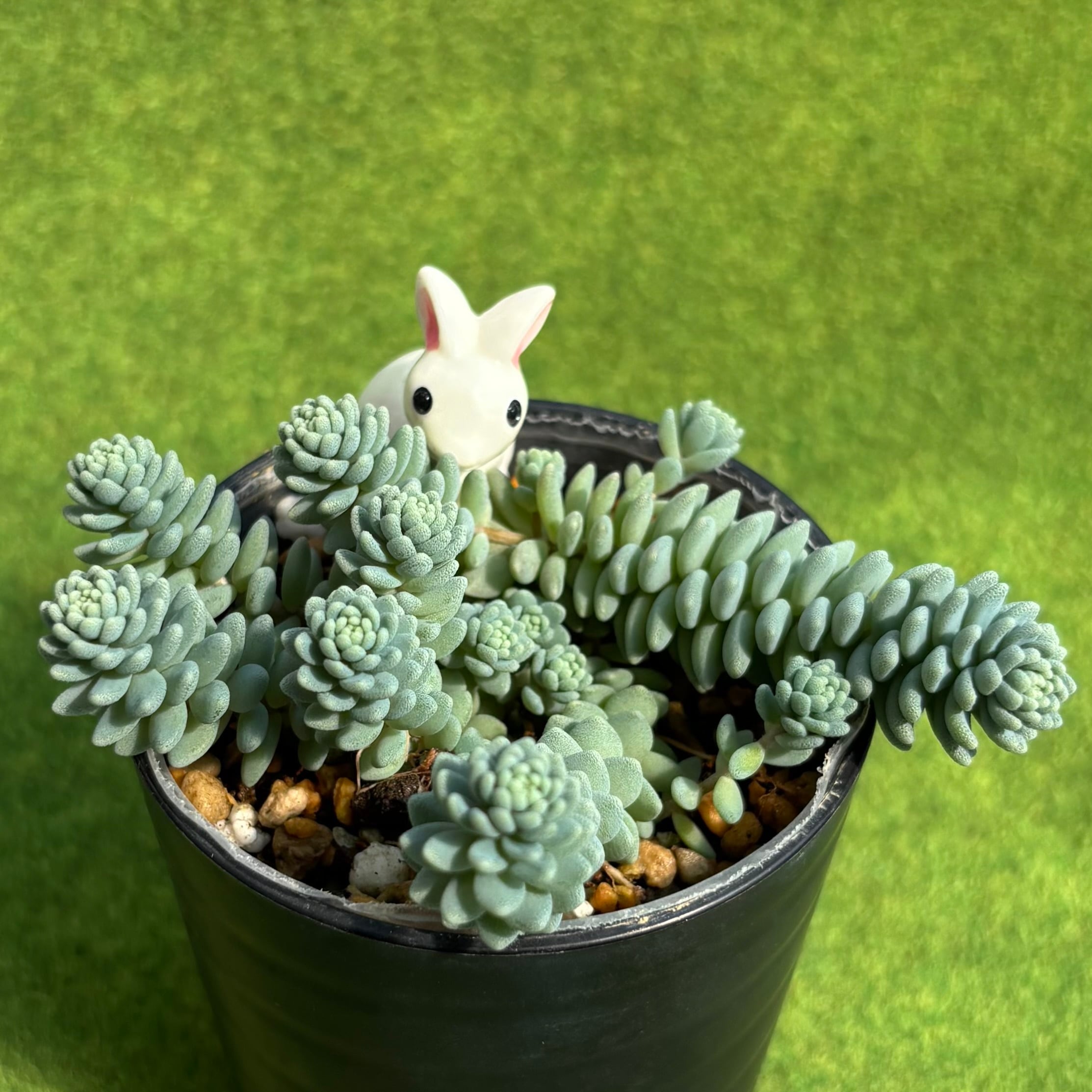 ピーチ姫（ブロンズ姫錦） | 多肉植物 豆彦商店