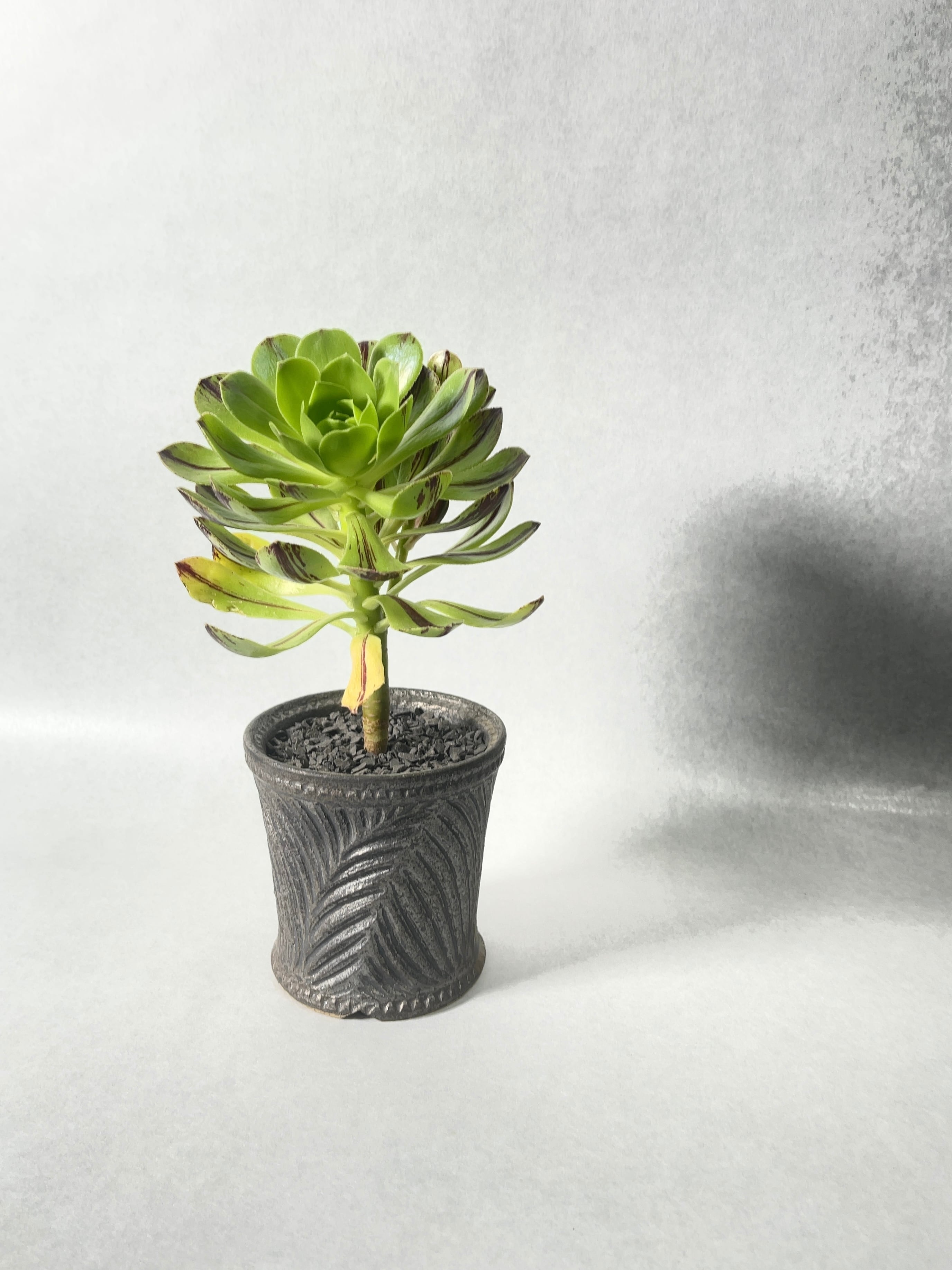 4cbf7af73fc24c8fe0213abaff7d46