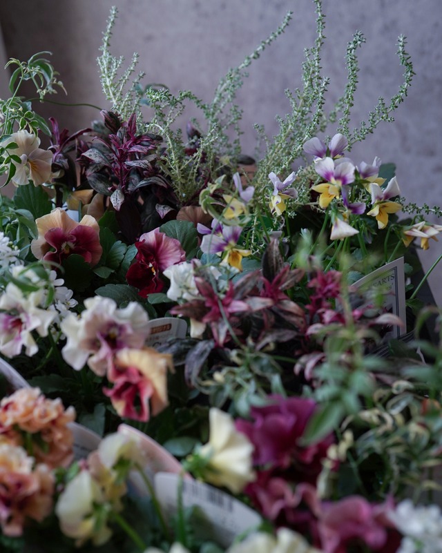 【花苗セット】 ウォールバスケット想定ポット数の花苗セット　アルバルーチェをメインに。