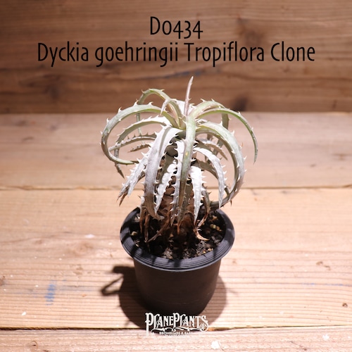【抜き苗送料無料】goehringii Tropiflora Clone〔ディッキア〕現品発送D0434