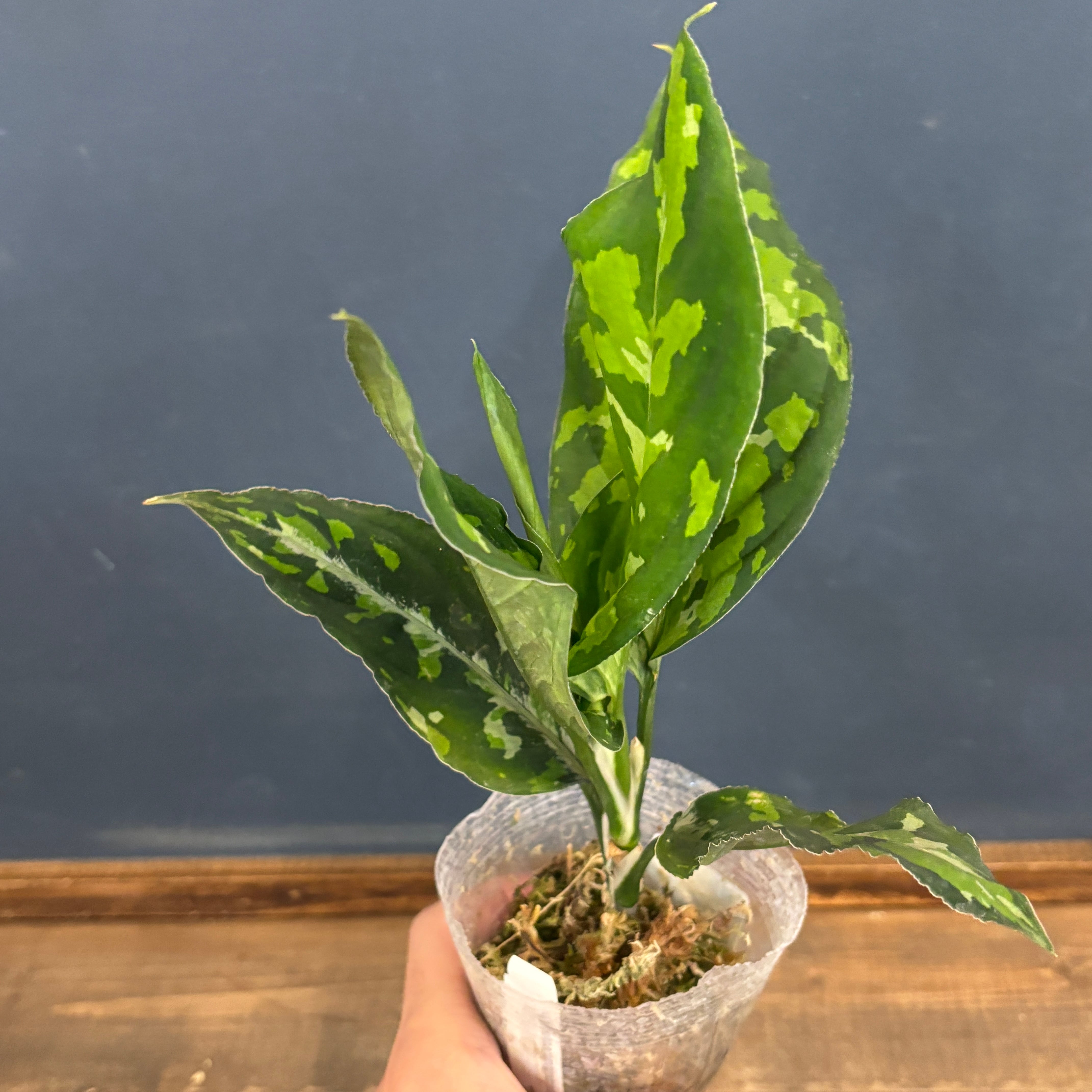 (MB-M250830-4)アグラオネマ　ピクタム MB-M250830-6) アグラオネマ ピクタム MB PLANTS /熱帯植物のネット